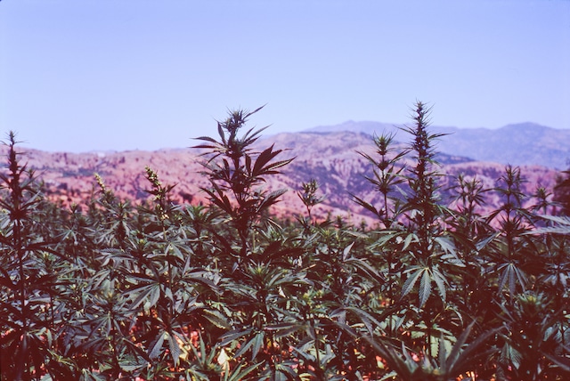 Ganja Fields