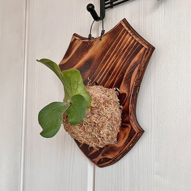 ビカクシダ エレファントティス 子株 板付 【観葉植物 壁掛け コウモリラン】