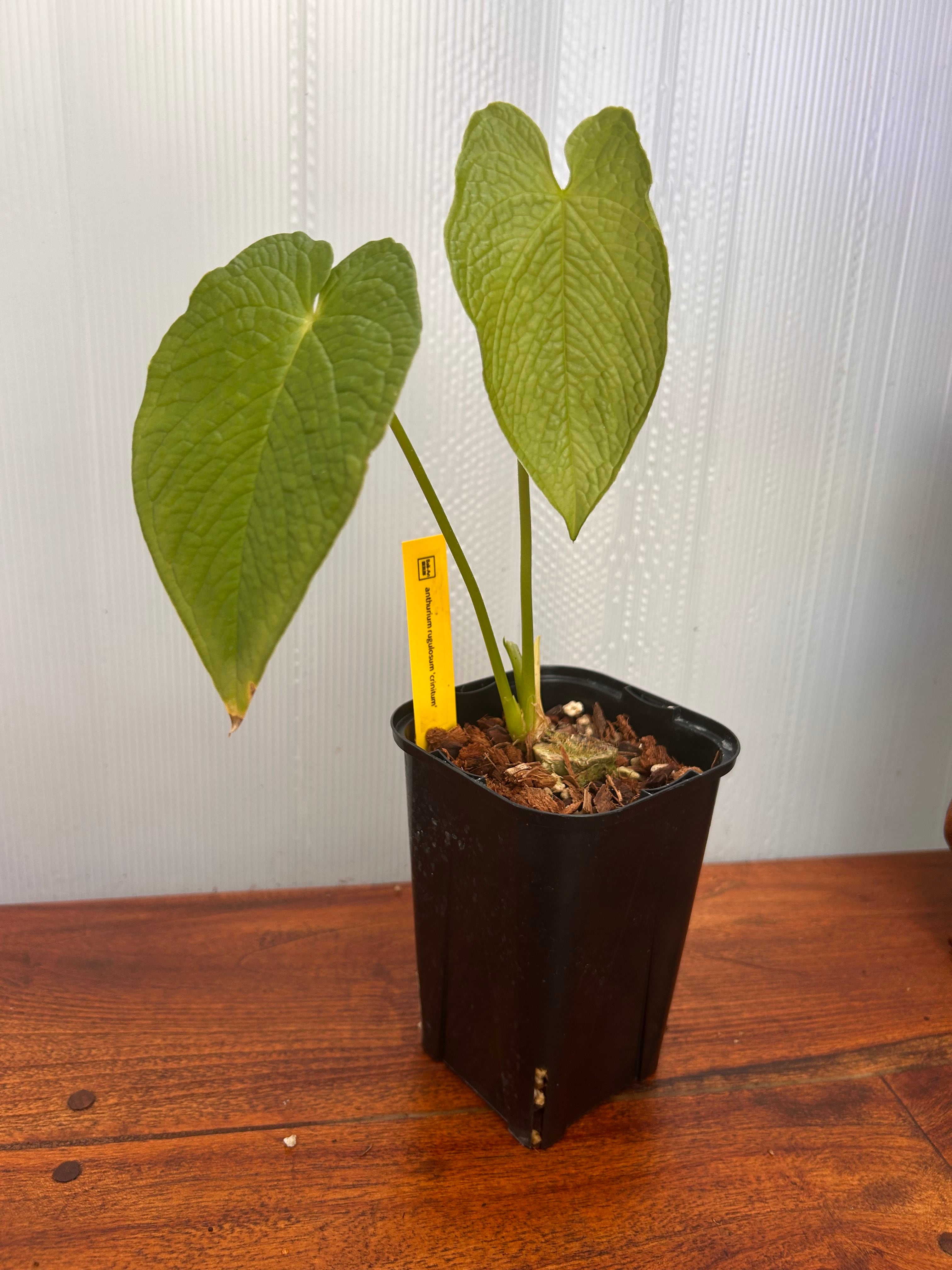 Anthurium | BALI-AN 園芸
