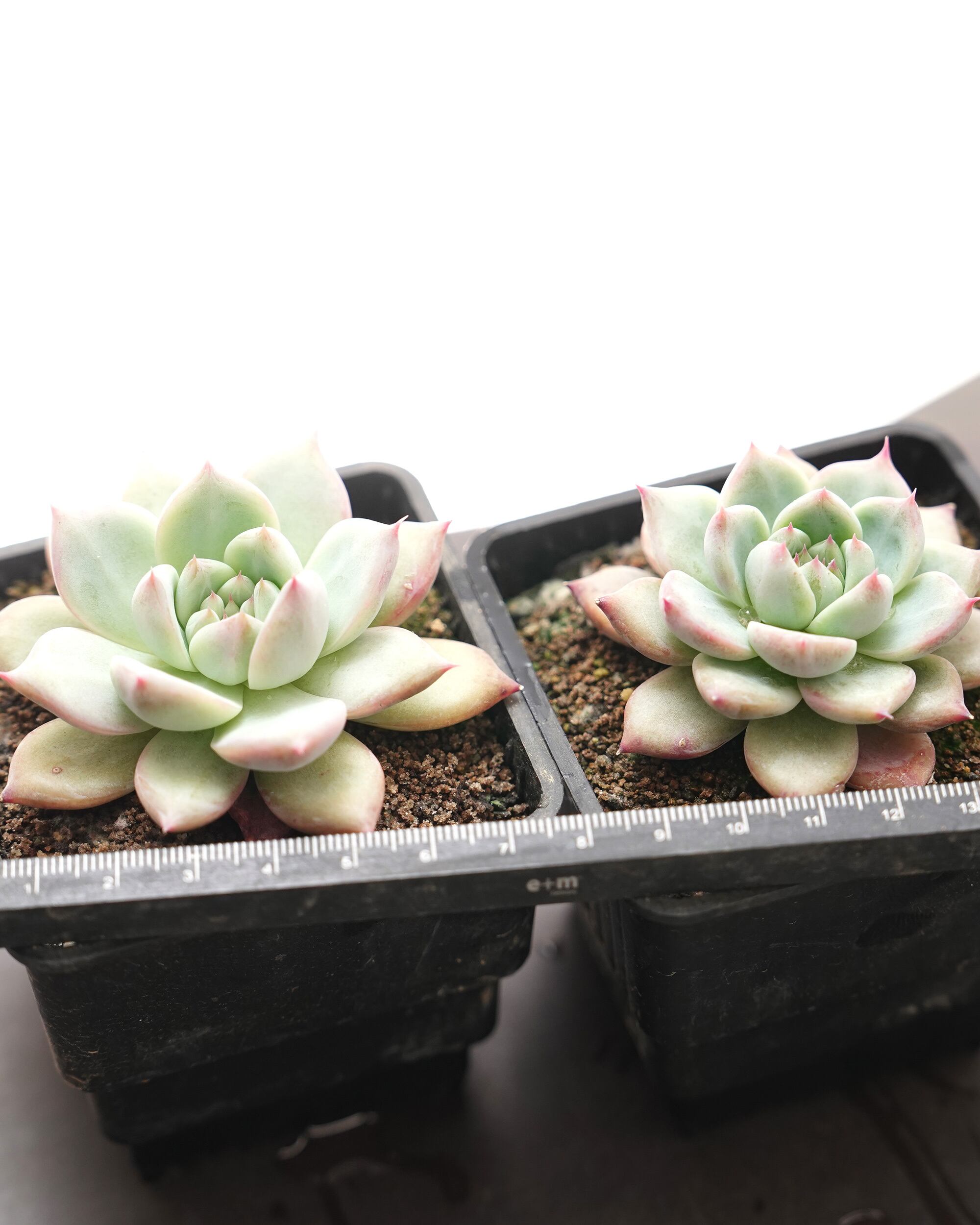 抜き苗 ワイルドコロラータ Echeveria 'Wild Colorata' | PUKUBOOK