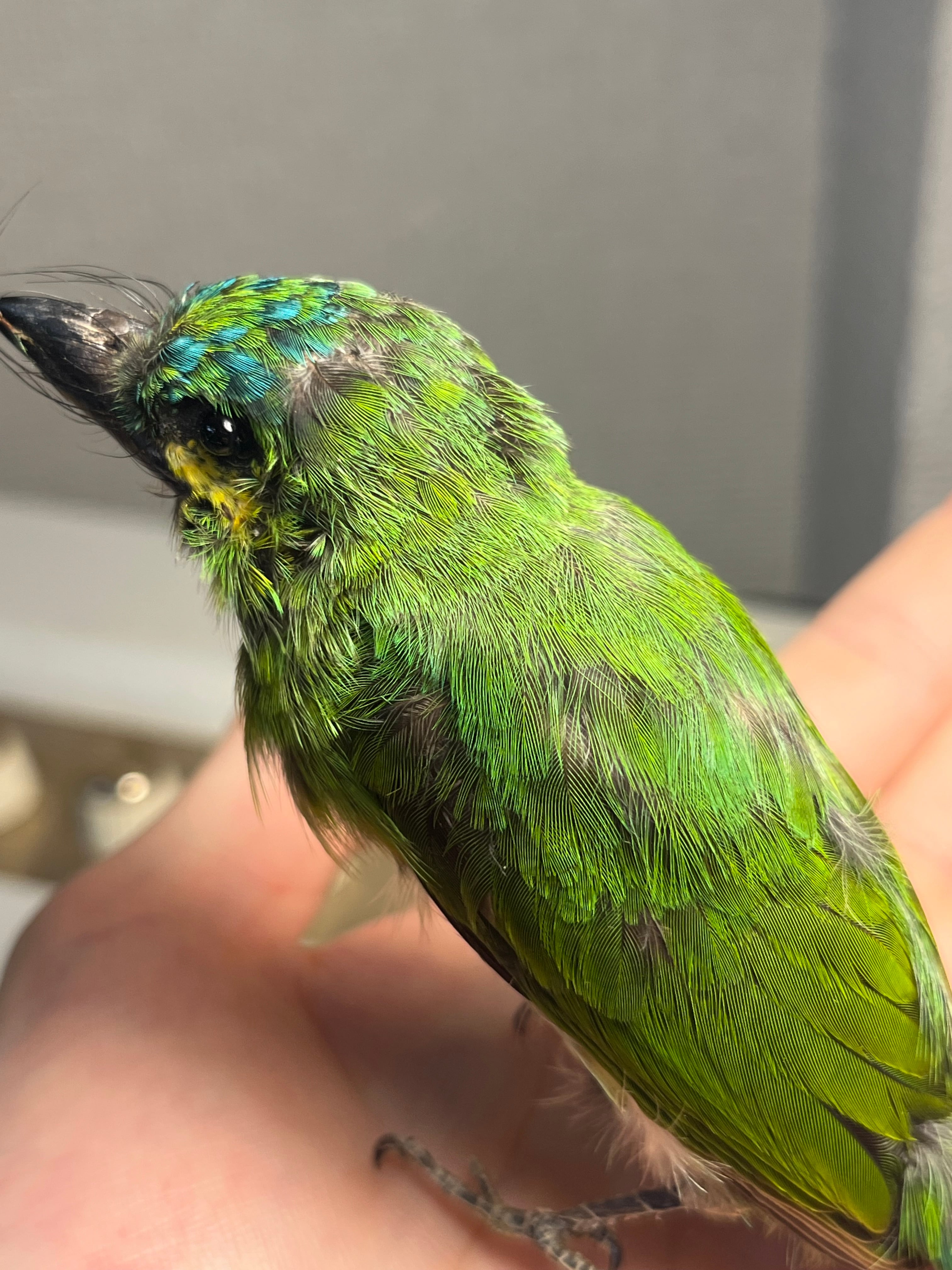 鳥剥製】アオミミゴシキドリ yellow-eared barbet Psilopogon