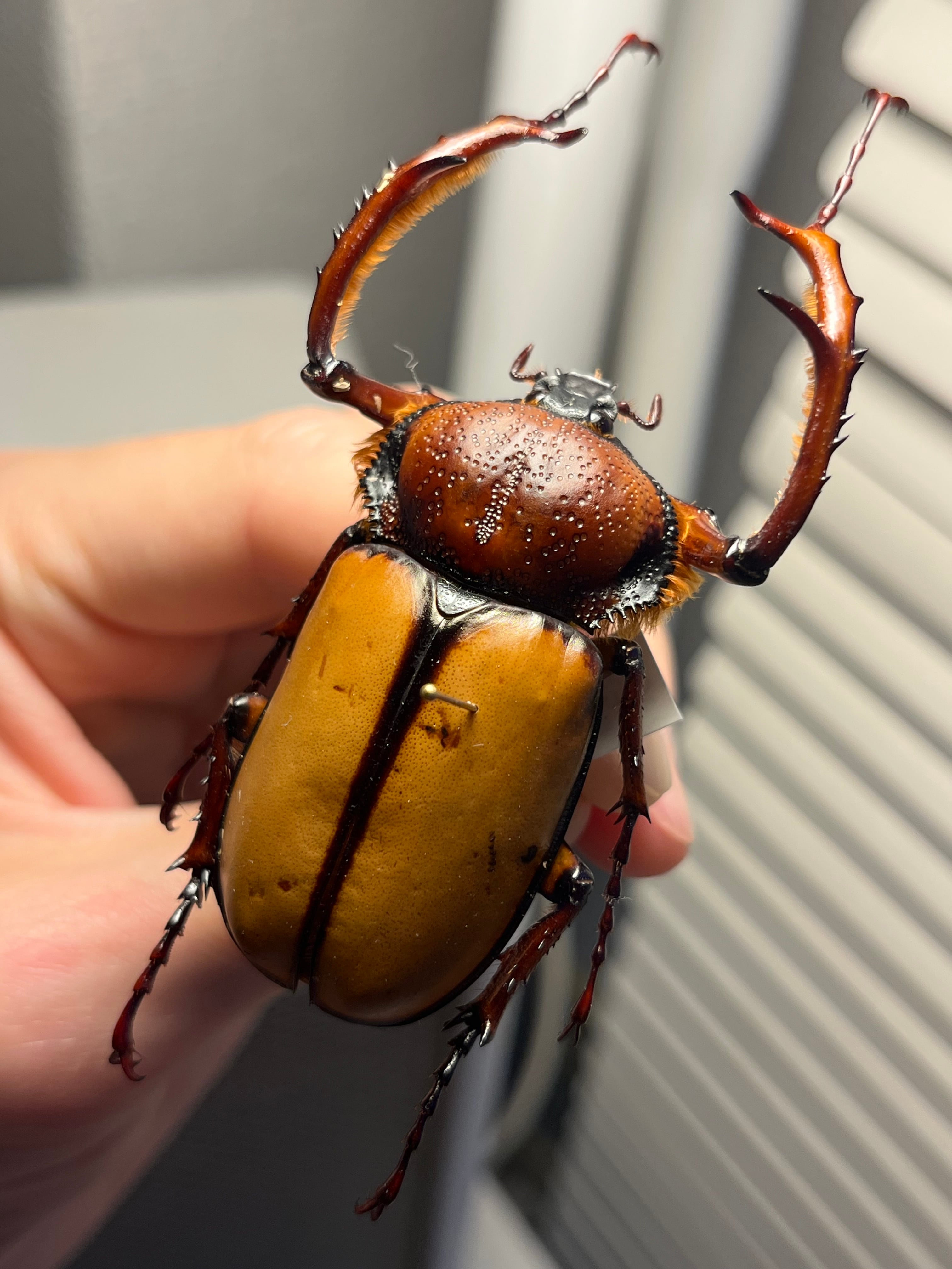化物汚有】ダビディヒメテナガコガネ 標本テナガカミキリ昆虫標本 甲虫
