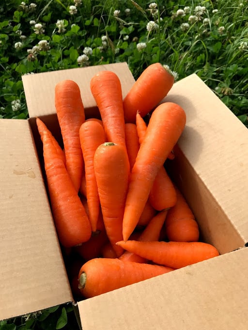 ジュース用：有機にんじん 5kg | ONE DROP FARMのはちみつ