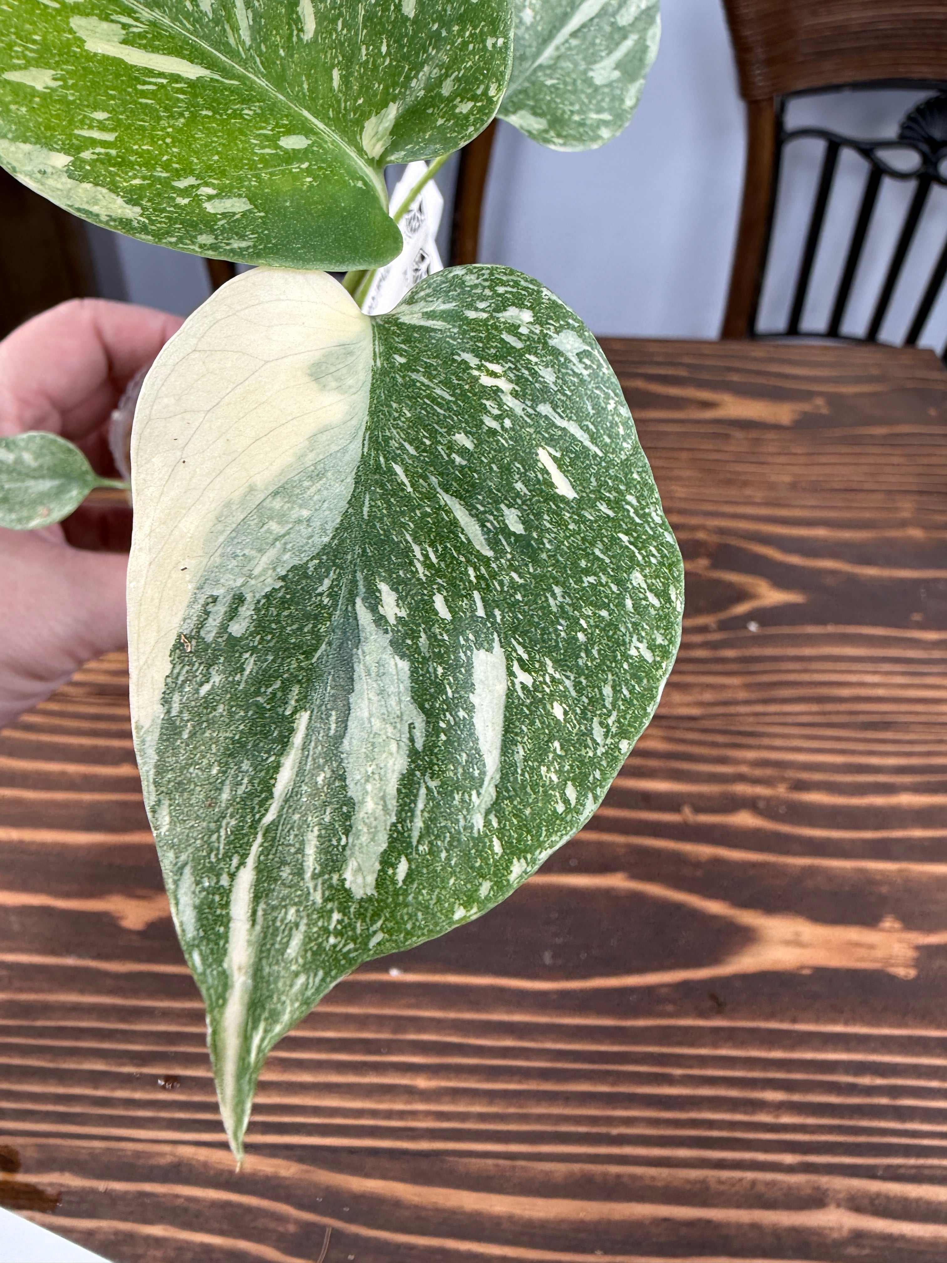 モンステラ お譲り先 決まりました。ありがとうございます。 ☆1986 モンステラ デリシオーサ タイコンストレーション（口径5