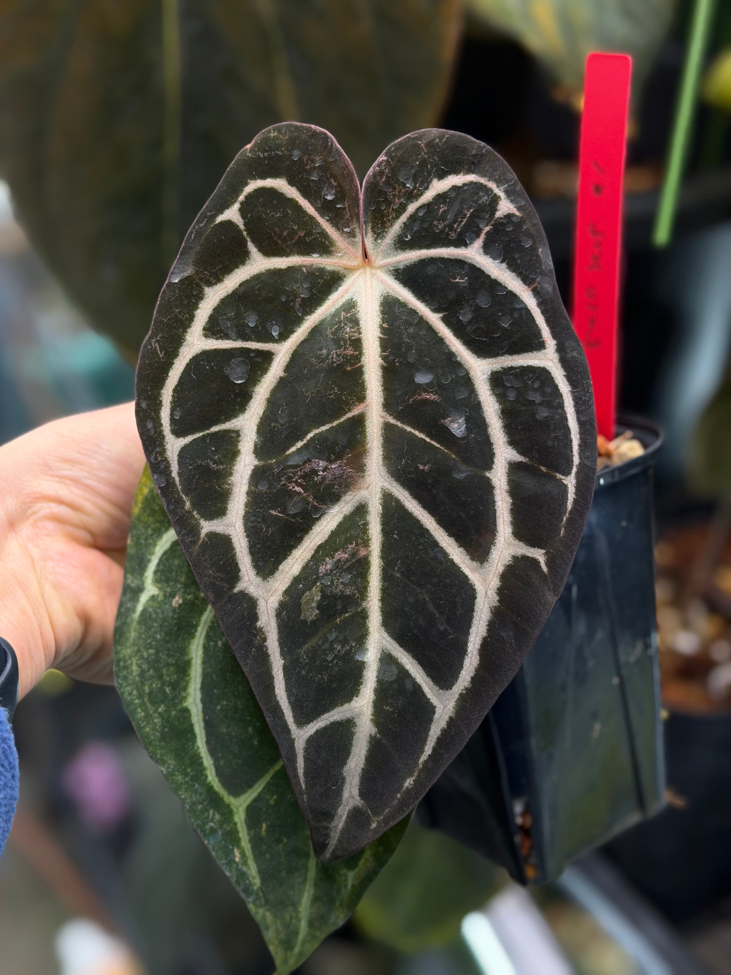 division】Anthurium 'Silver Ghost' (SKG Silver x Black Ghost