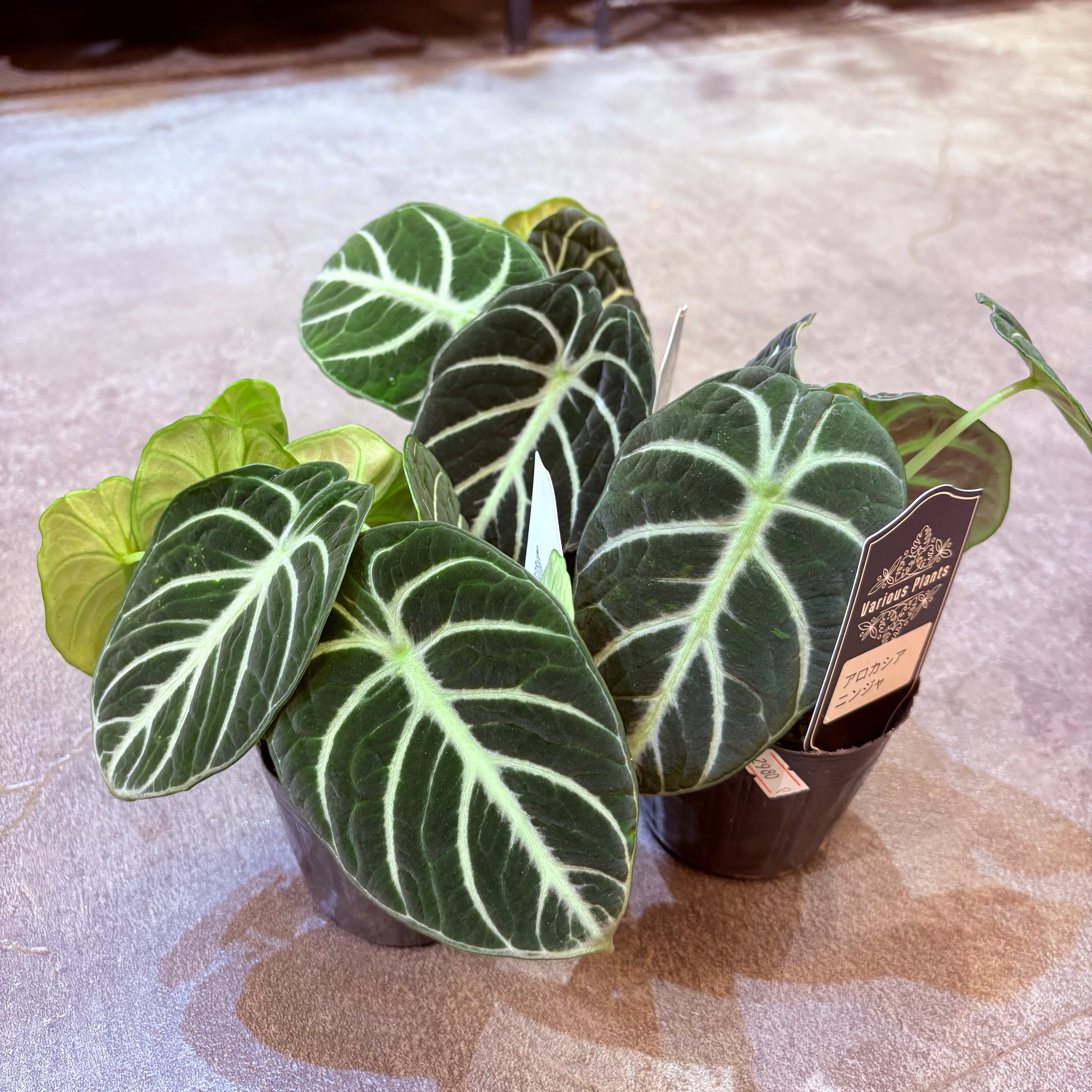 アロカシア ニンジャ 3号 | Green Vibes 宇都宮市の観葉植物専門店