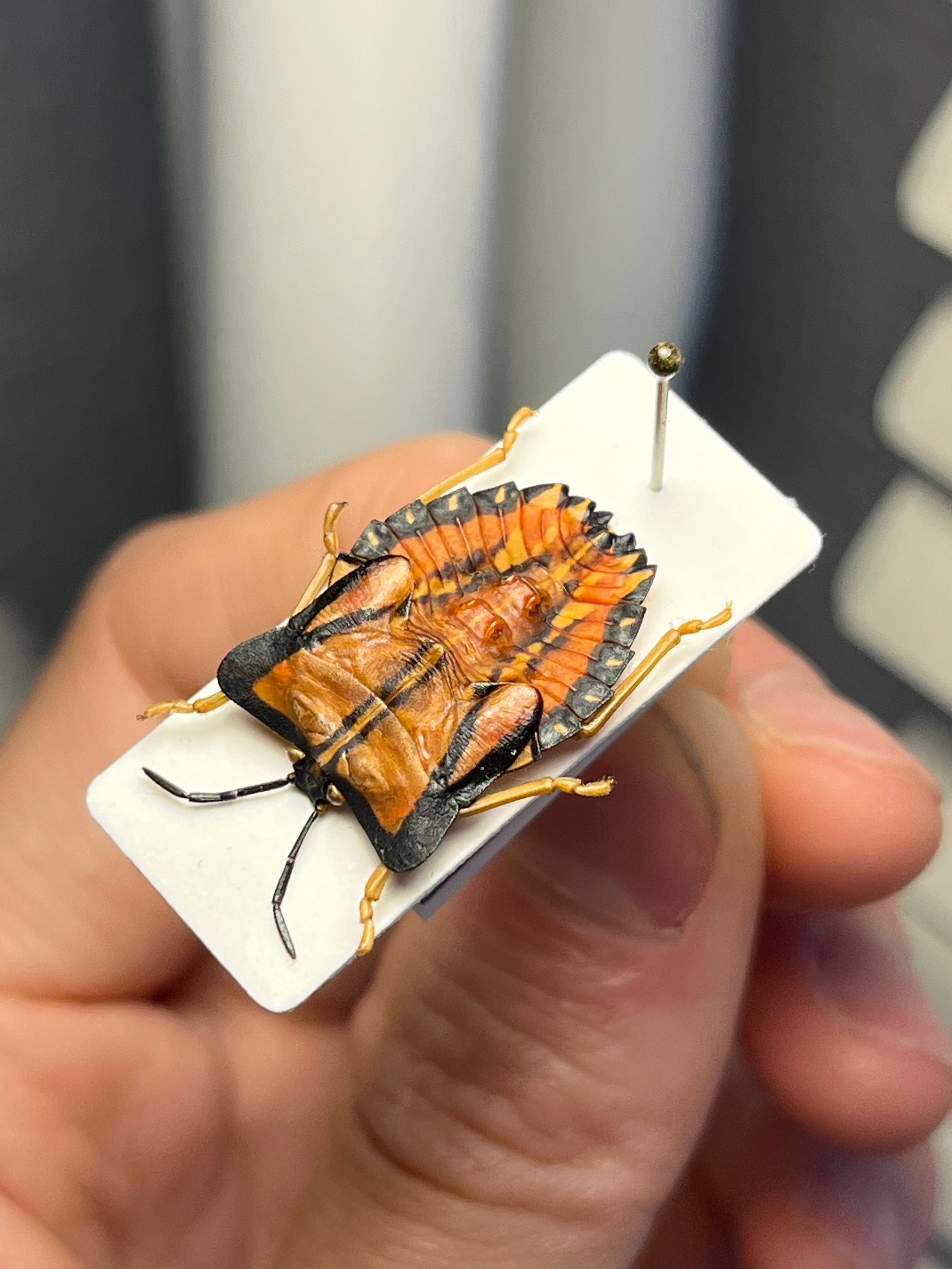 お相撲感のあるヘリカメムシの一種 標本カミキリタマムシスハンダエプラチナコガネ be3d6e19458fd77ac5f1c31bd52099