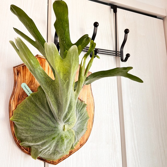 ビカクシダ グランデ 板付 【観葉植物 壁掛け コウモリラン】