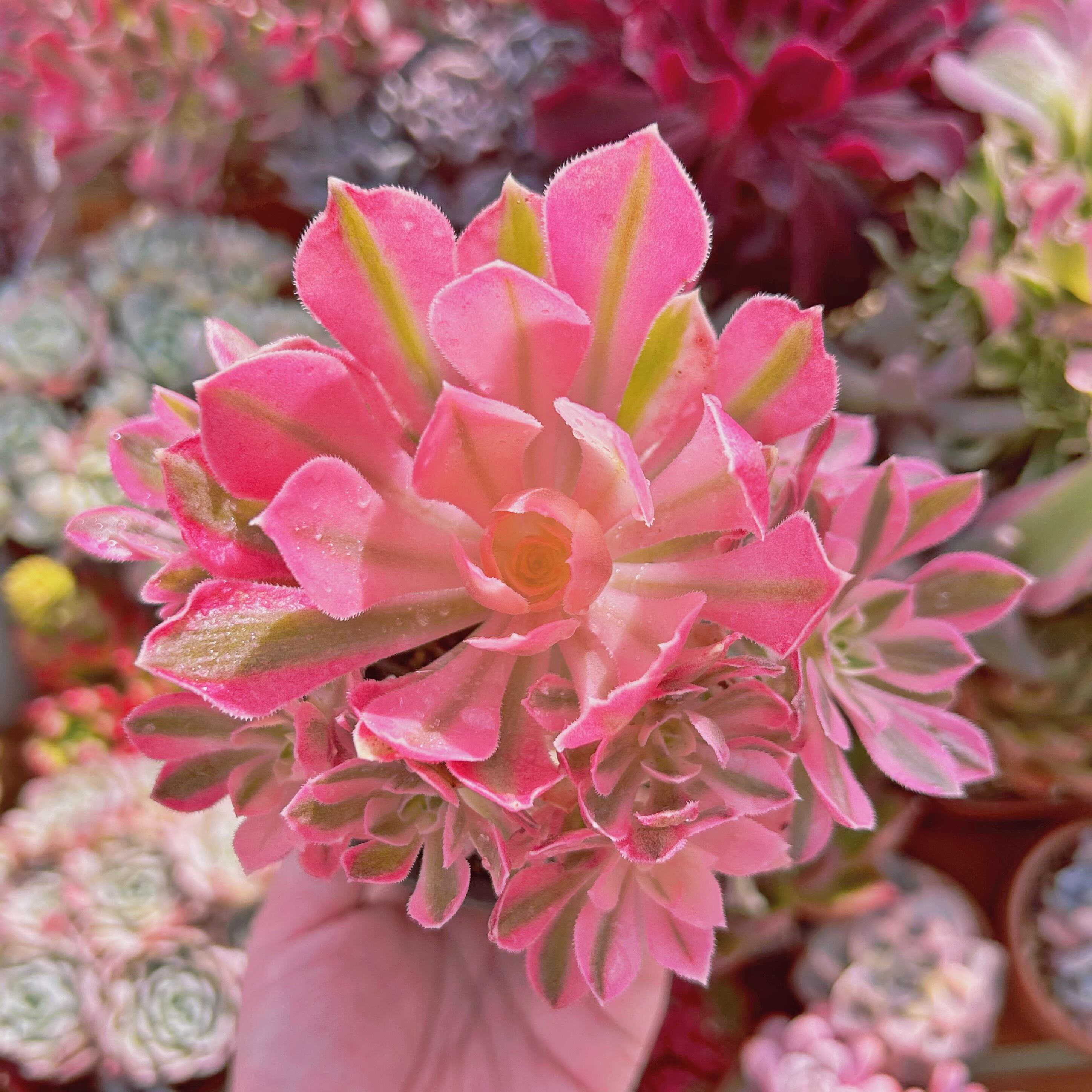 多肉植物アエオニウム錦❤️はくていじょう❤️白帝城❤️ 多肉植物 新品種 Aeonium 白鳳錦 特大群生 直径約18cm るる農園