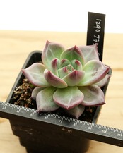 【PREMIUM】 抜き苗 フラミンゴ Echeveria 'Flamingo'
