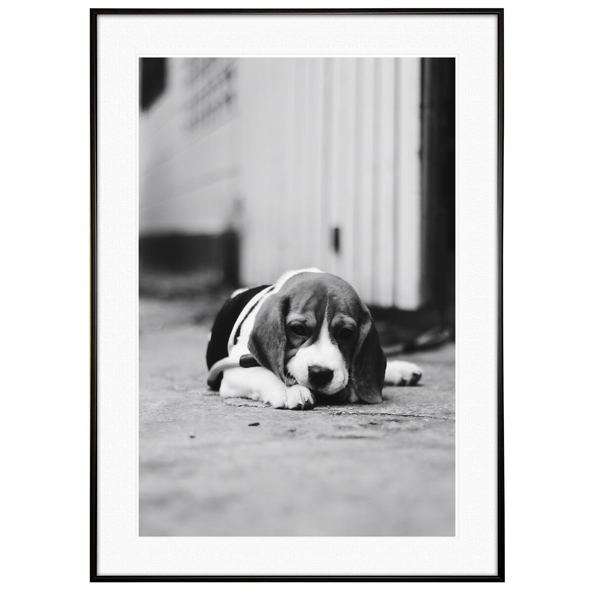 動物写真 犬 ビーグル インテリア モノクロアートポスター額装 AS3494