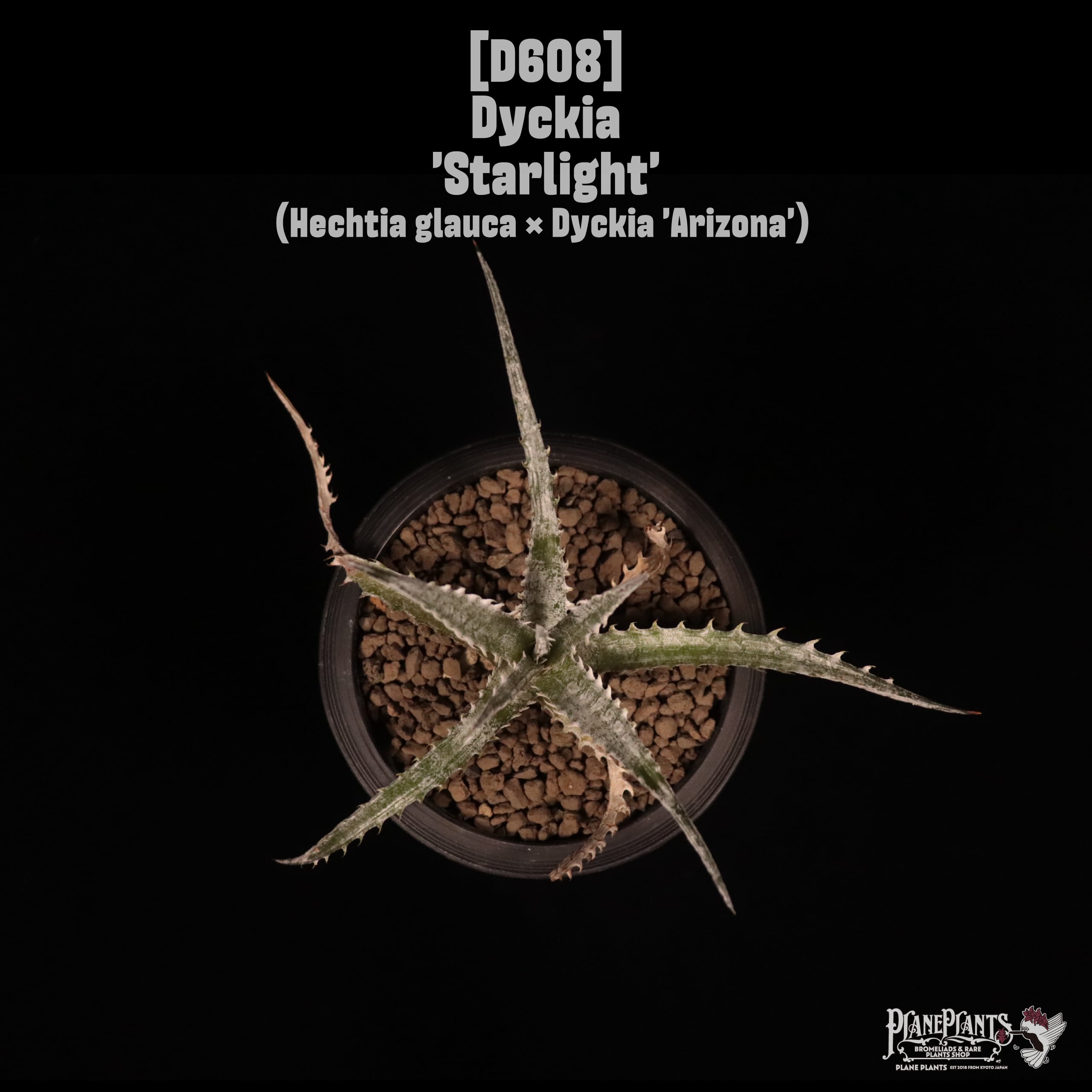Dyckia 'Starlight'〔ディッキア〕D608