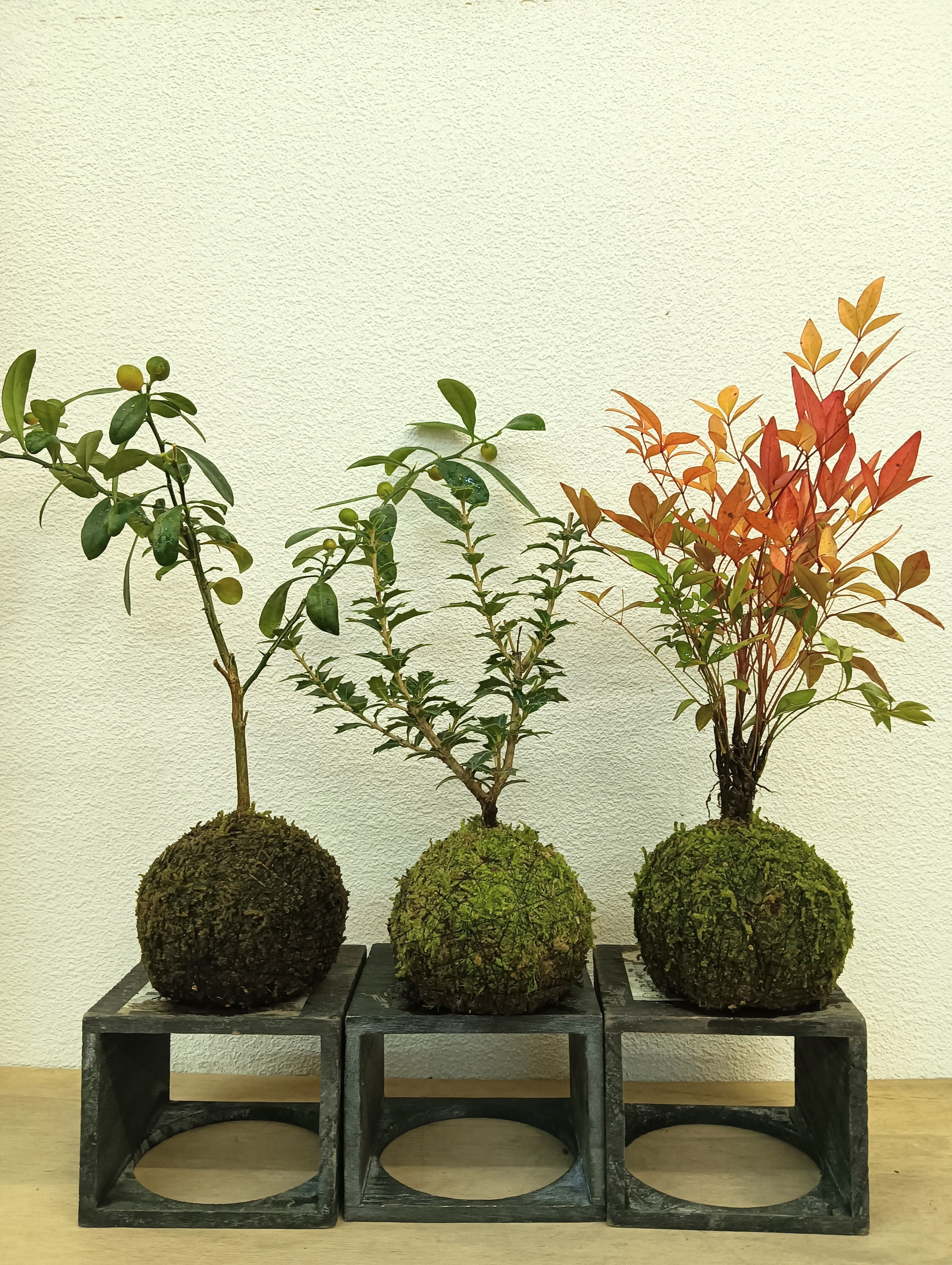 NORA spin off ノラスピンオフ ～阿賀の苔玉～ 旅する苔玉屋 苔玉・苔