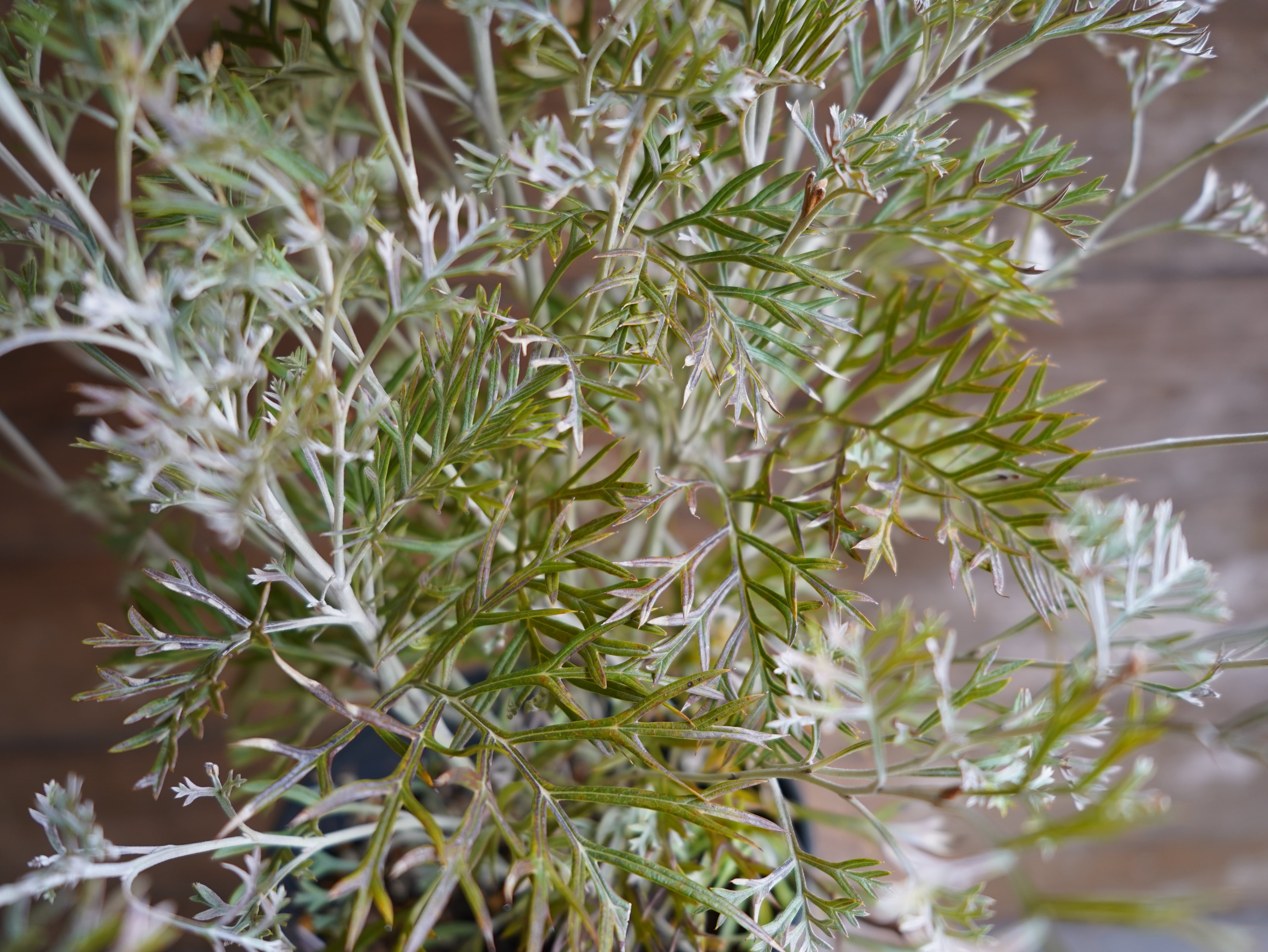 【現物】グレビレア ”クリームパッション” C