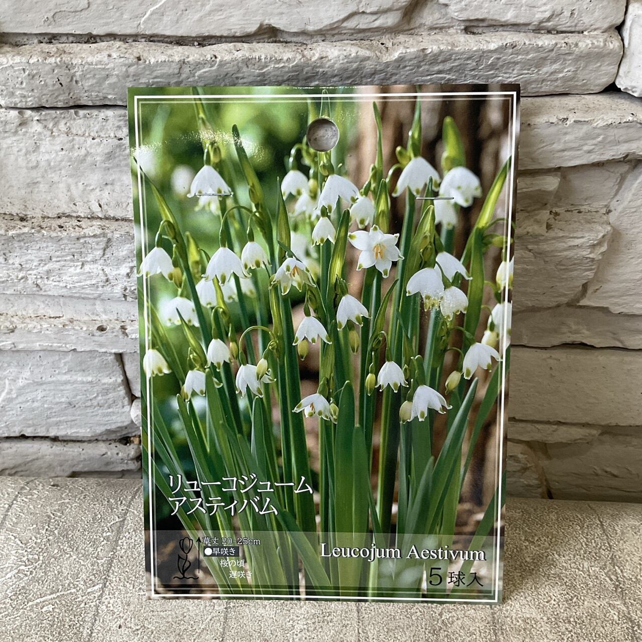 球根 | 橋本種苗園