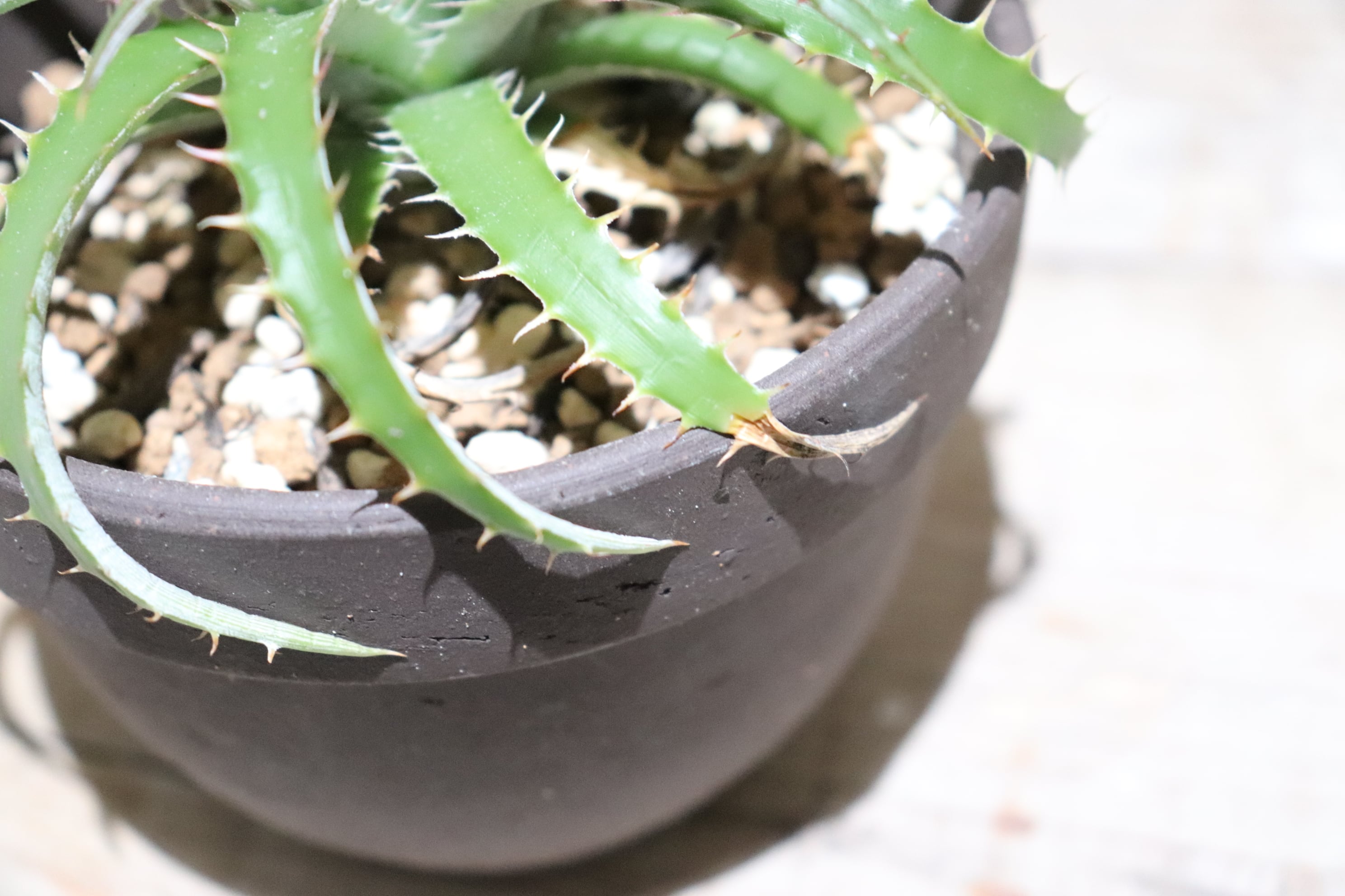 送料無料】'Red Thorns'〔ディッキア〕現品発送D0169 | plane plants