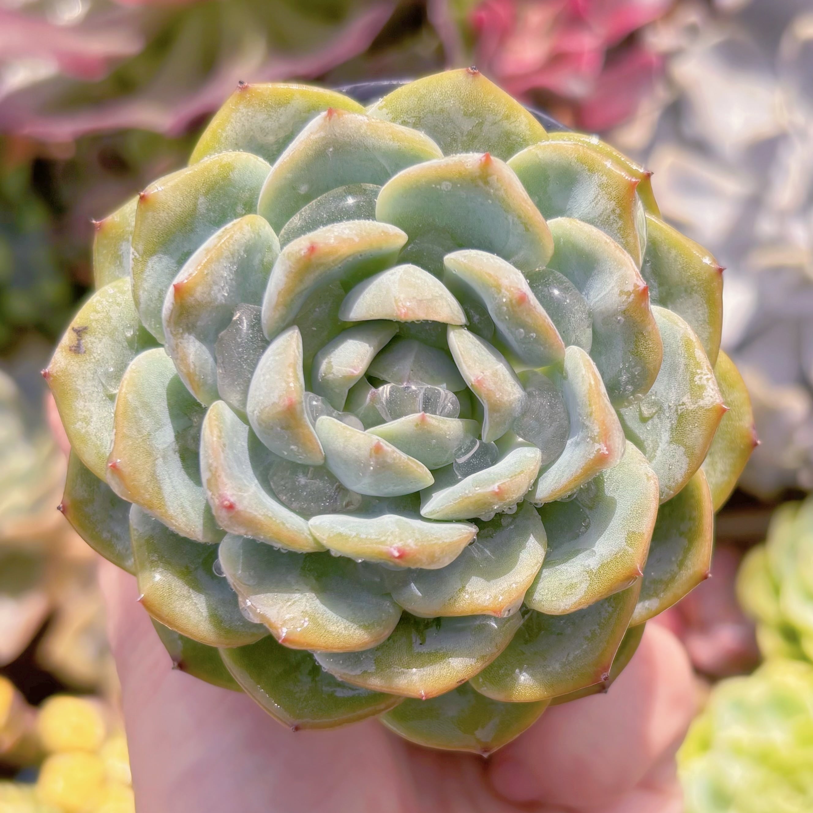 現品　ニューボア#1008　るる農園