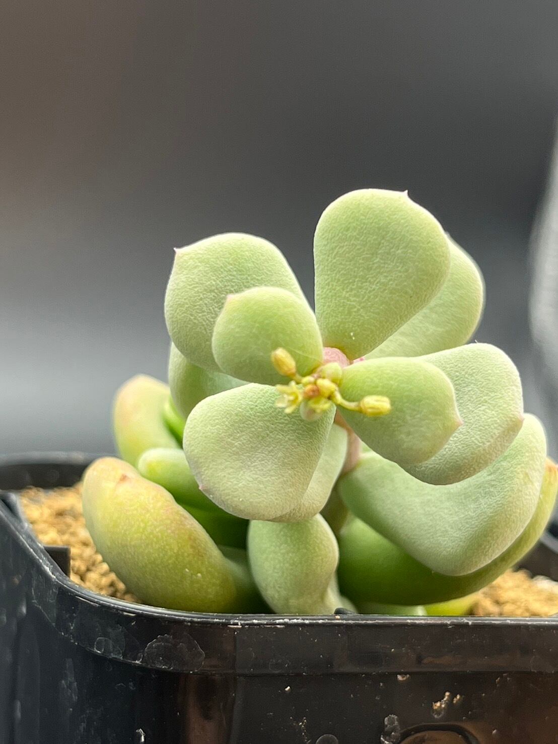 ピグマエア ケラリア 雌株 | Le Norte 実生植物専門店 