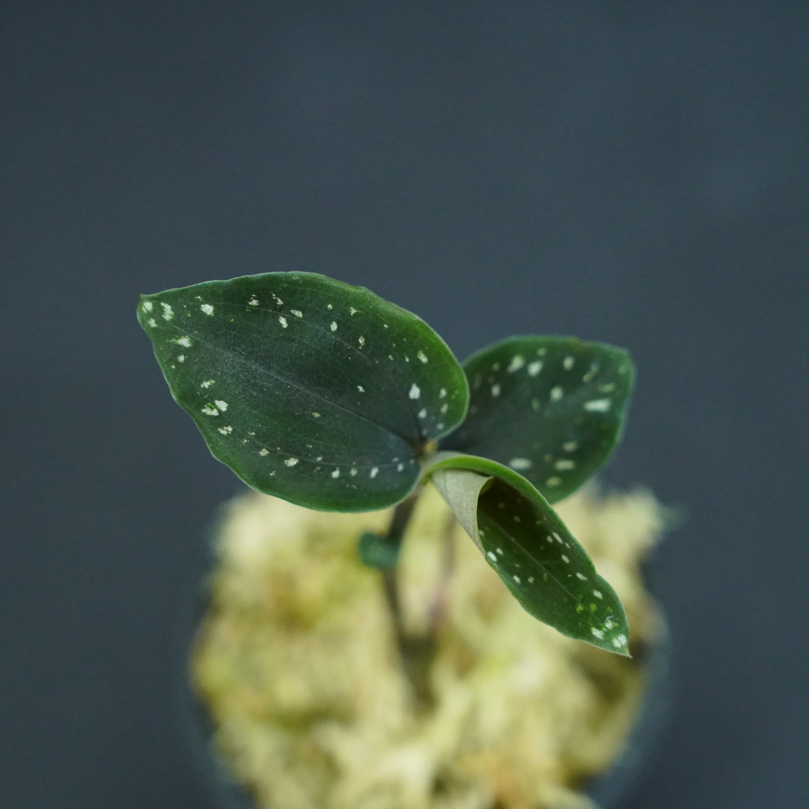 ◇現品◇ミクロキルス トリダックス（緑）【ジュエルオーキッド宝石蘭