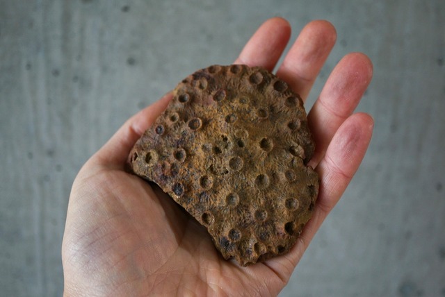 サハラ砂漠産四放サンゴ化石　フィリップサストレア　Phillipsastrea sp.　1013