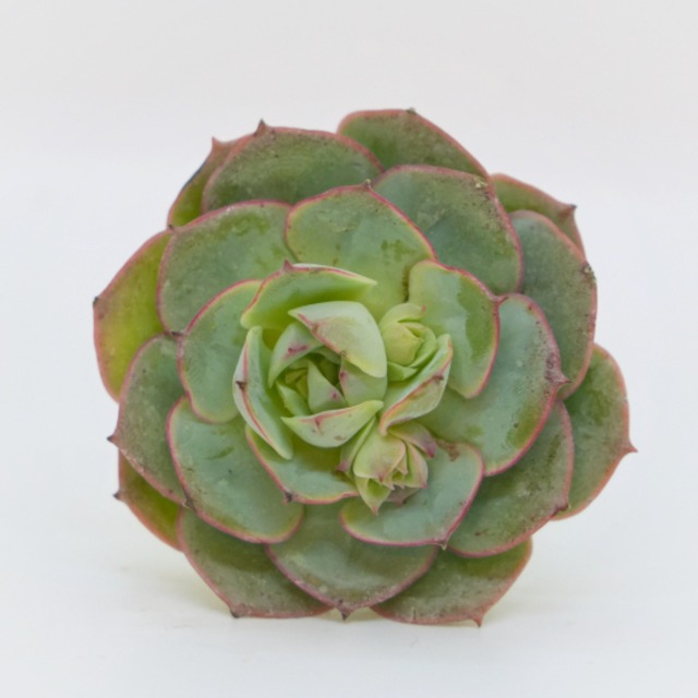 韓国苗 エケベリア　クロアチアローズ