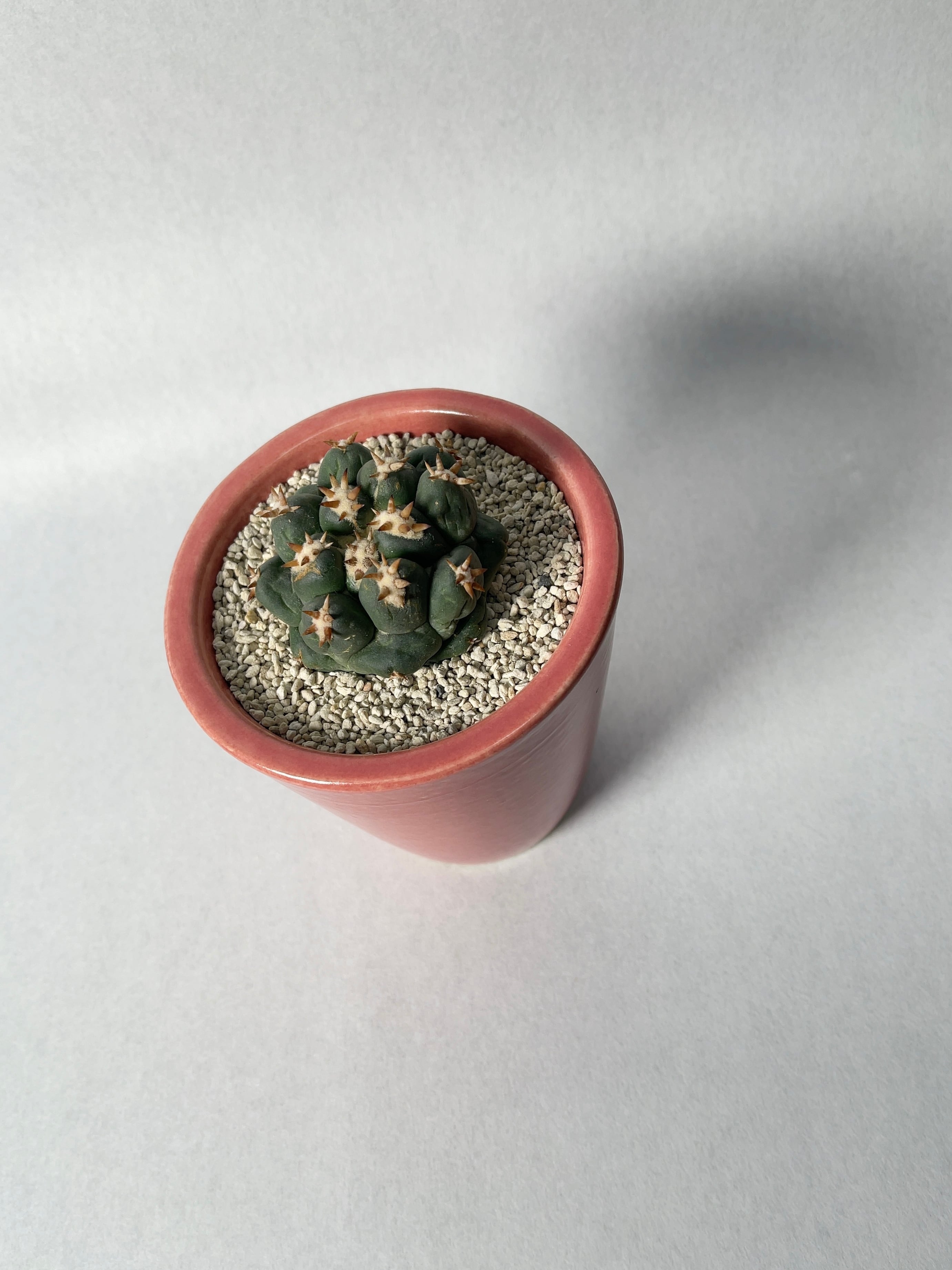 コリファンタ・短刺象牙丸 | trigger