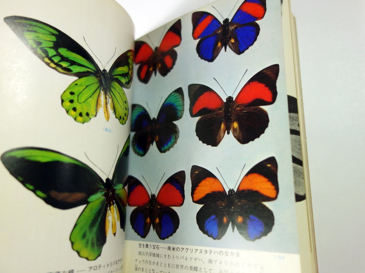 ラオス蝶類図譜 蝶の本 ラオス蝶類図譜