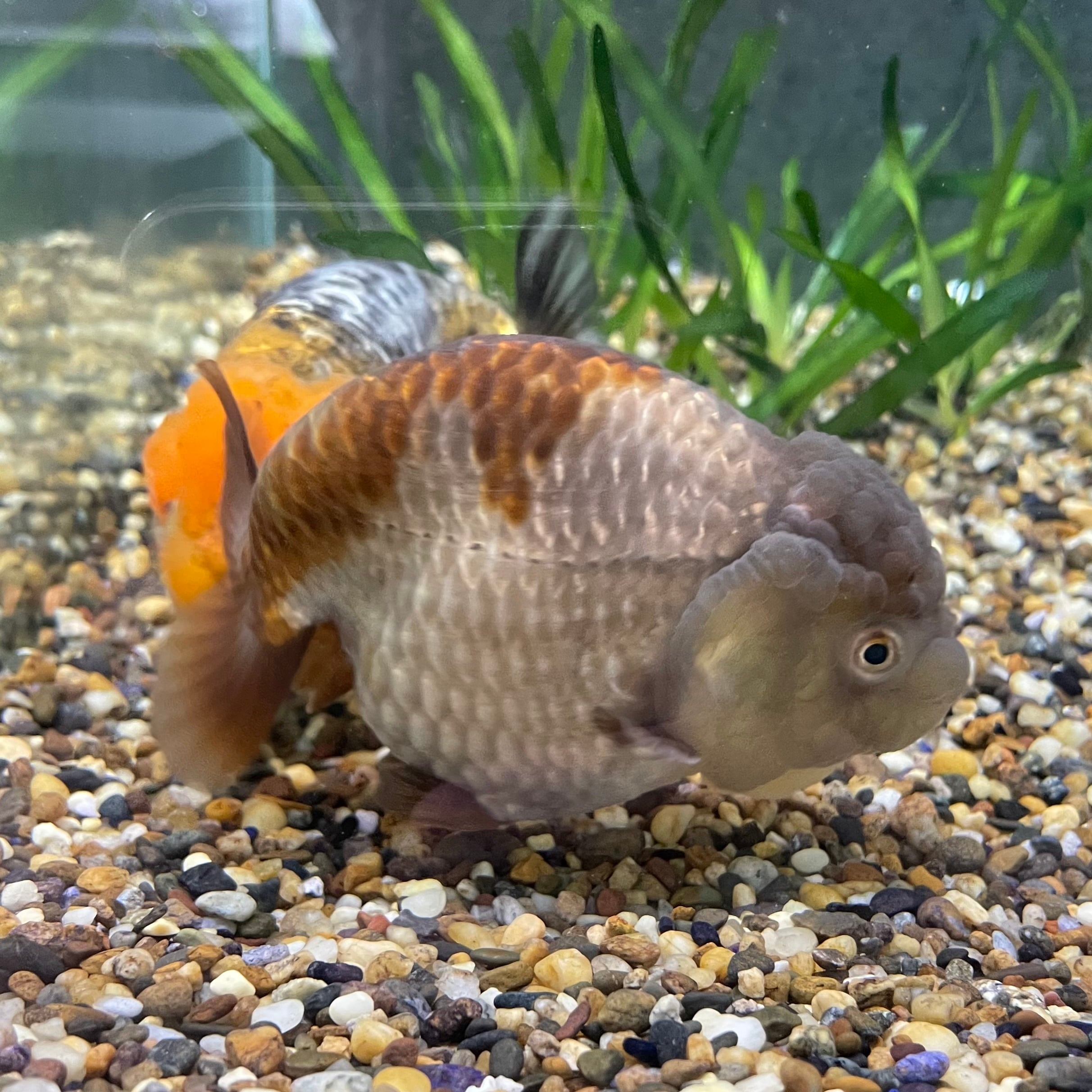 金魚 特大らんちゅう18センチ訳あり