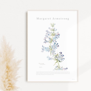 イワブクロの花 | AP040 | 名画デザインポスター タルマイソウ オオバコ マーガレット・アームストロング 植物