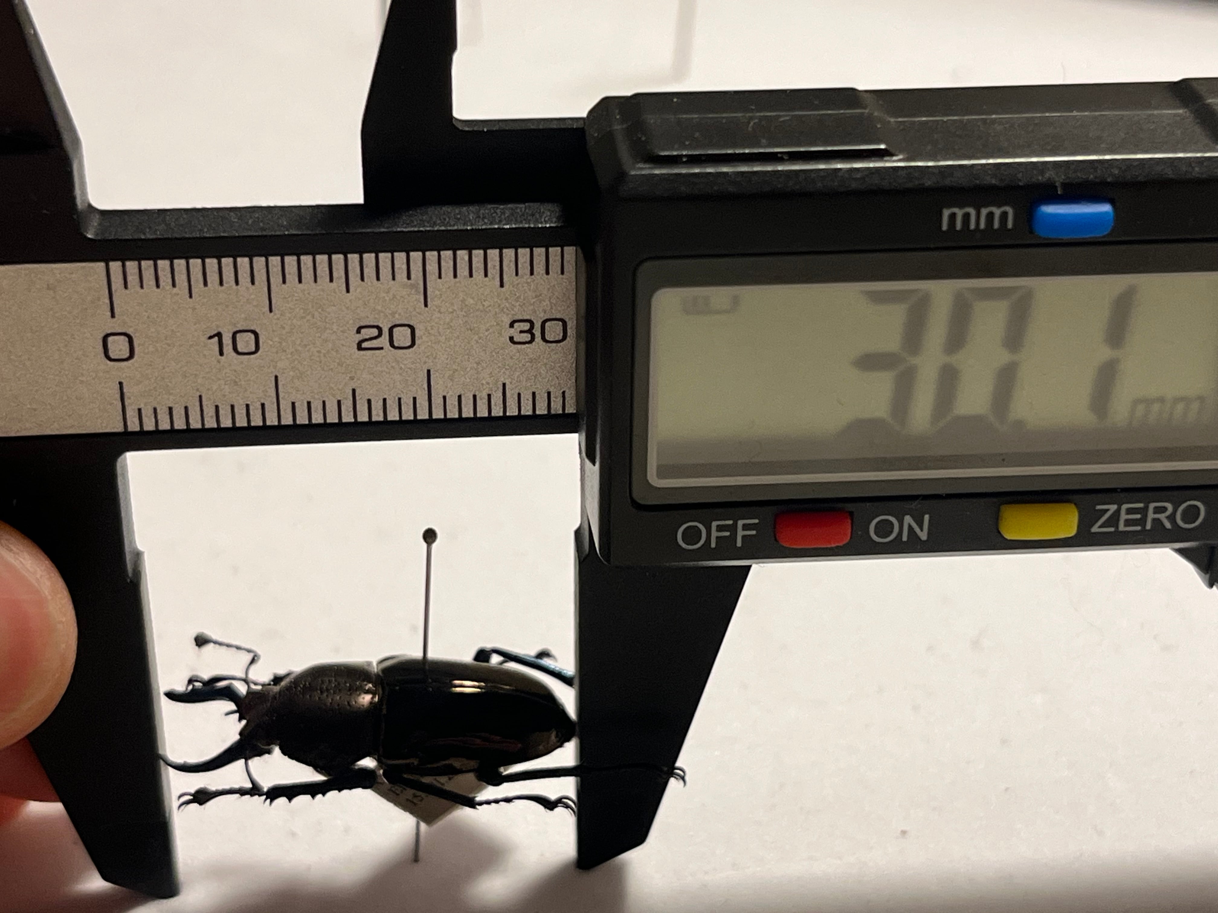 30mm】ドウイロクワガタ Streptocerus speciosus 智力宝石 WC チリ産