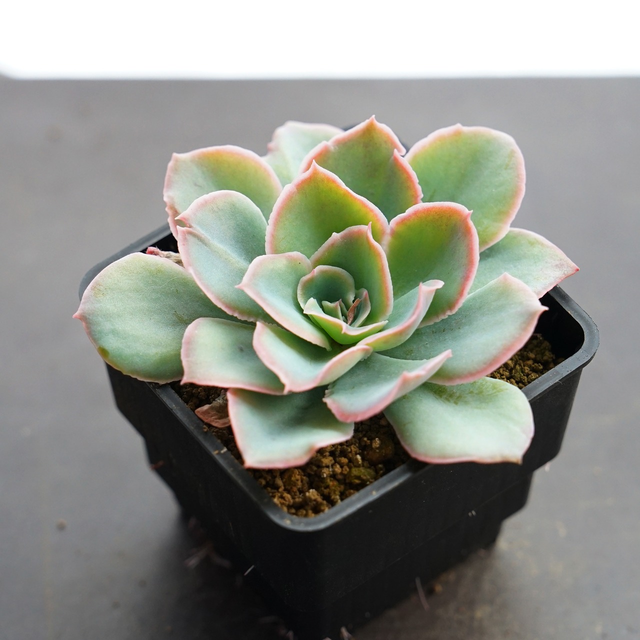 抜き苗 夕波 Echeveria 'Yunami'