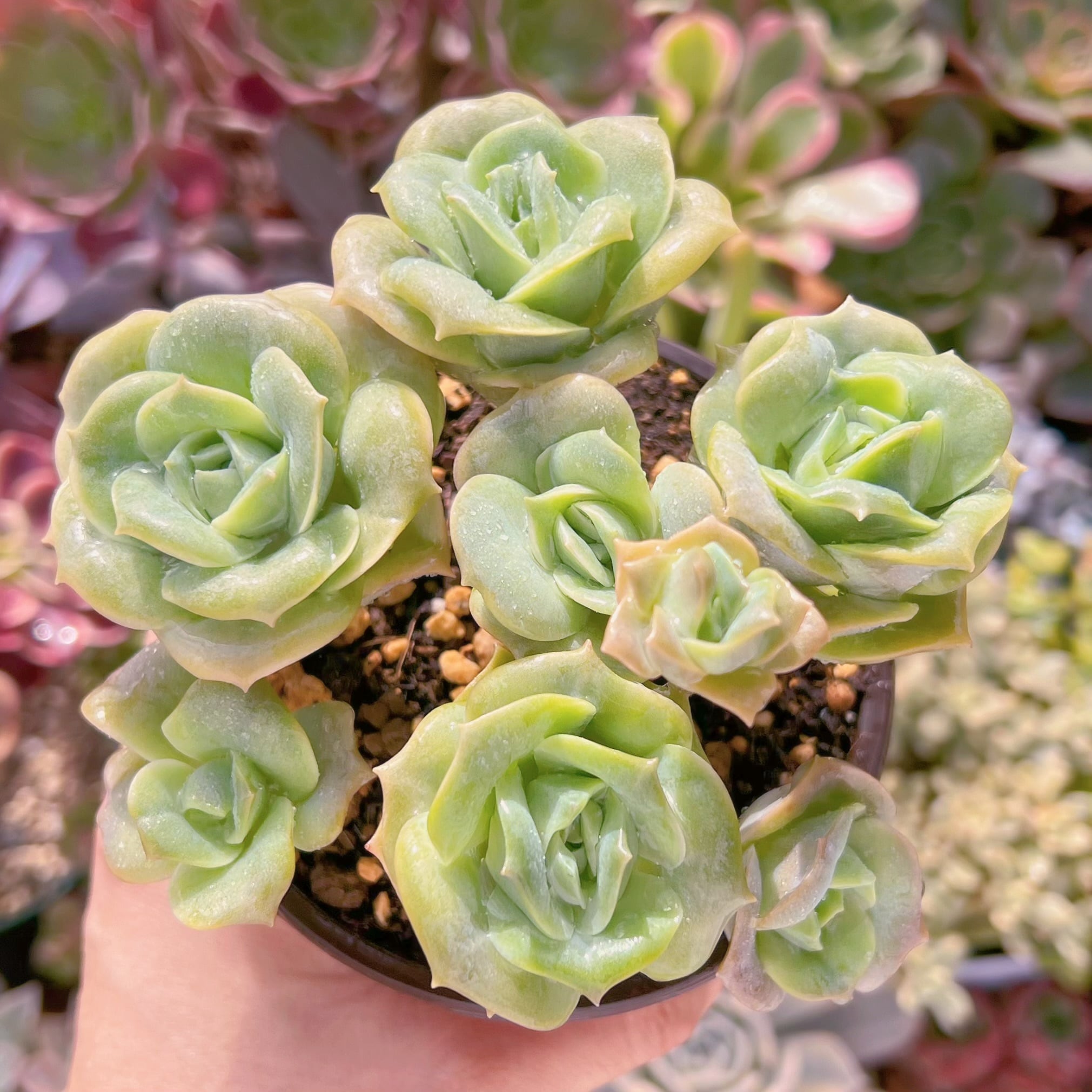 現品　ラブリーローズ#551   古株　るる農園