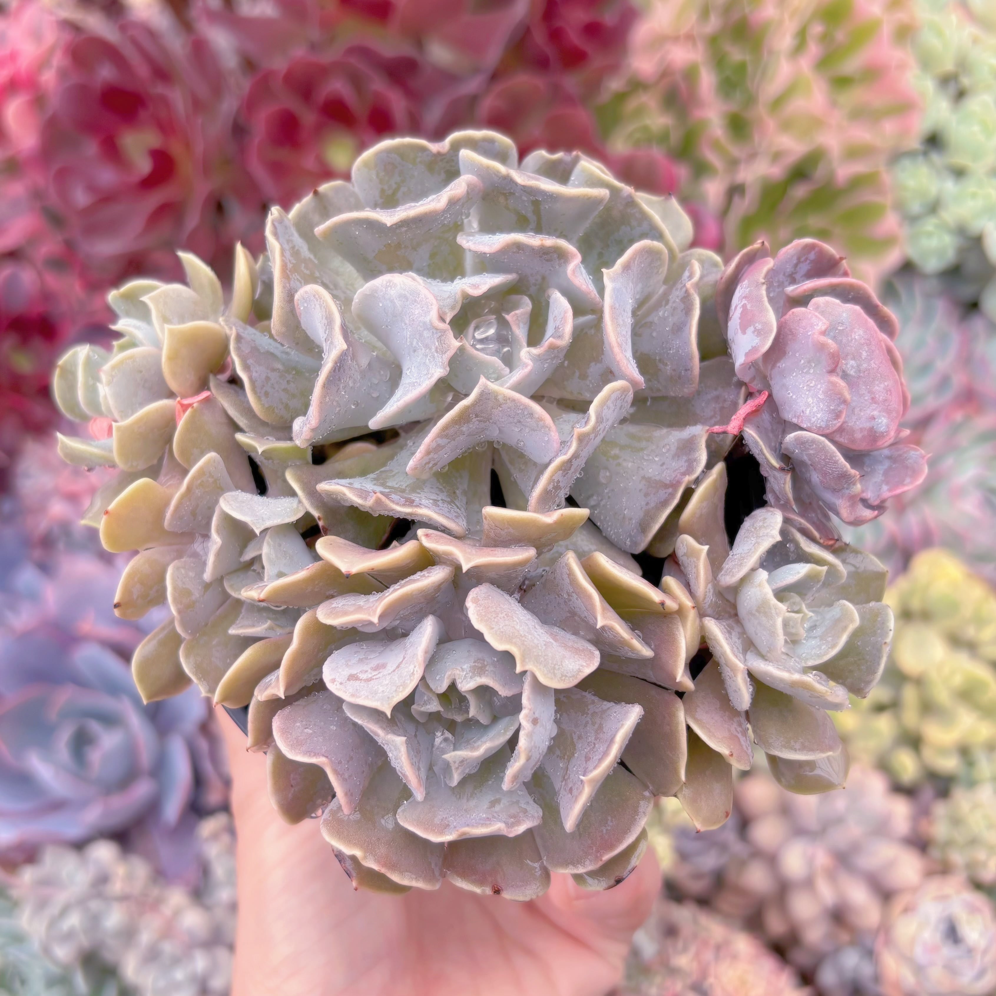 現品　スワンレイク#658　新入荷