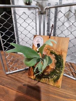 P.willinckii RU  No Name(tag Lost)【artPLANTs/PLANTS GARAGE】ビカクシダ/Platycerium