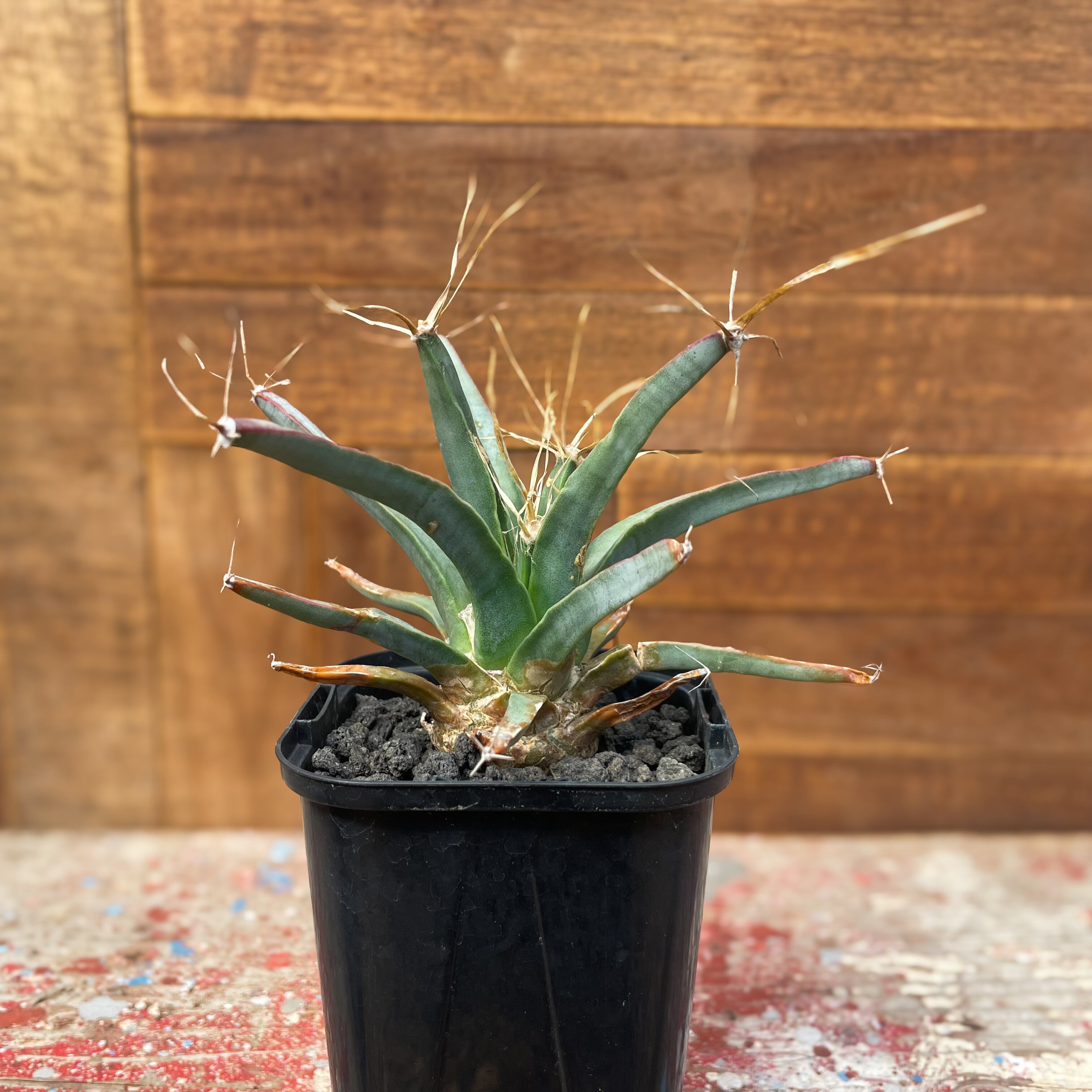 Leuchtenbergia principis【レウクテンベルギア・晃山・実生】 | RIMO'S GREEN サボテンと多肉植物の通販サイト