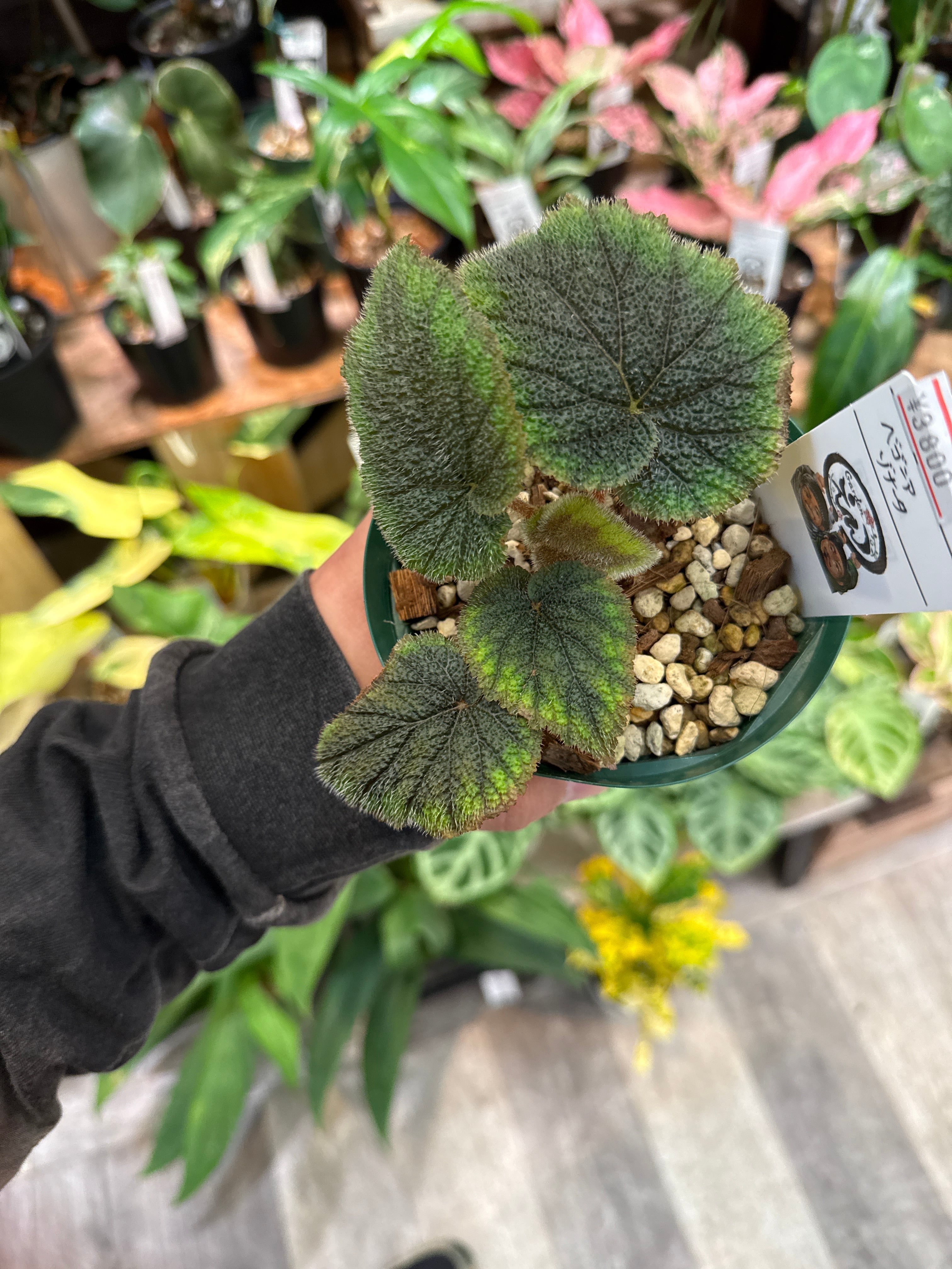ベゴニア・ペペロミアなど | Gardenえん 【観葉熱帯植物】