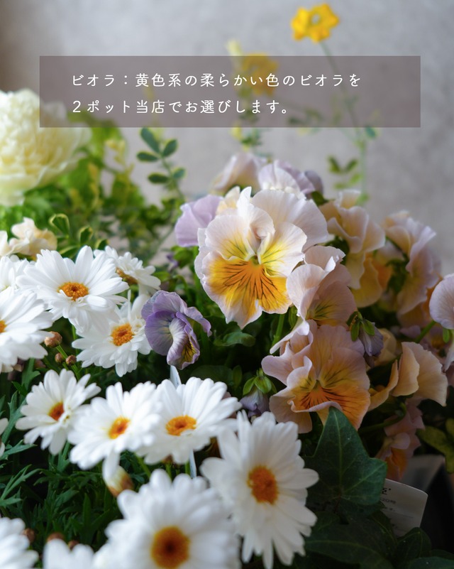 【寄せ植えミニセット】マーガレットホワイトモカと黄色系ビオラのミニ花苗セット