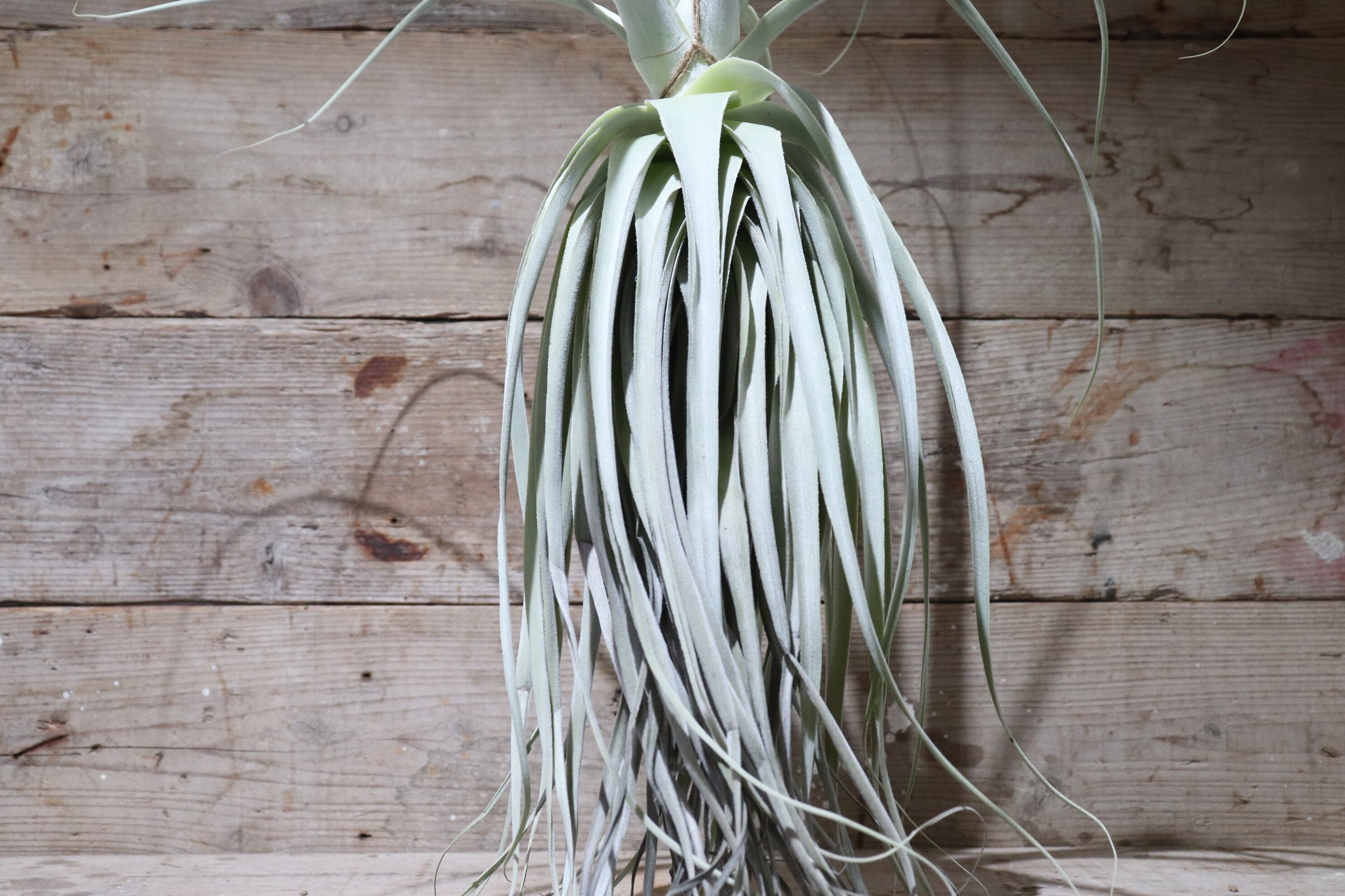 送料込み❗️希少チランジアストラミネアのXXL特大株ですとても美しい銀葉種です‼️1 送料込み❗️希少チランジアストラミネアのXXL特大株ですとても美しい銀葉