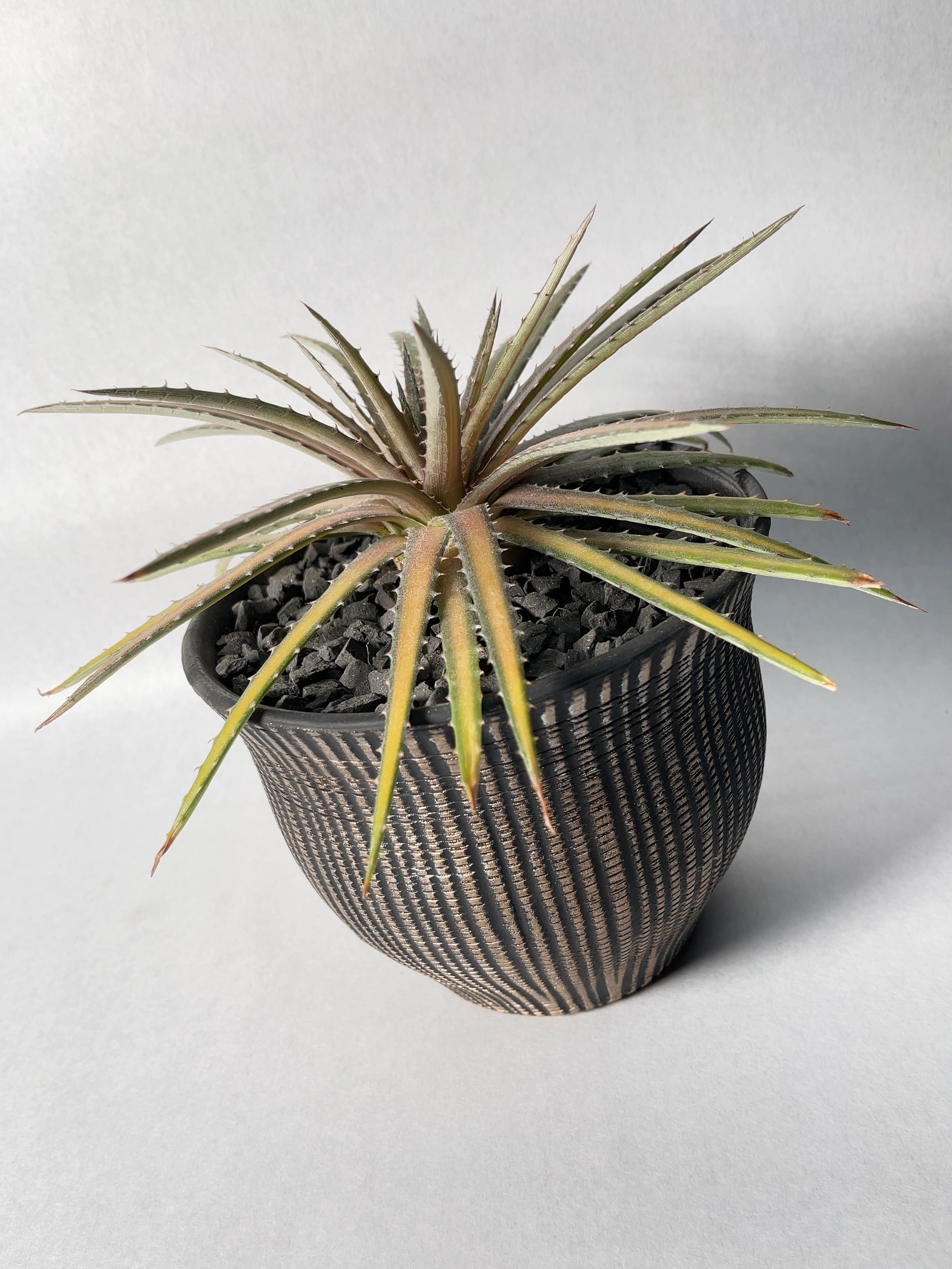 ディッキア・ダコタ | trigger