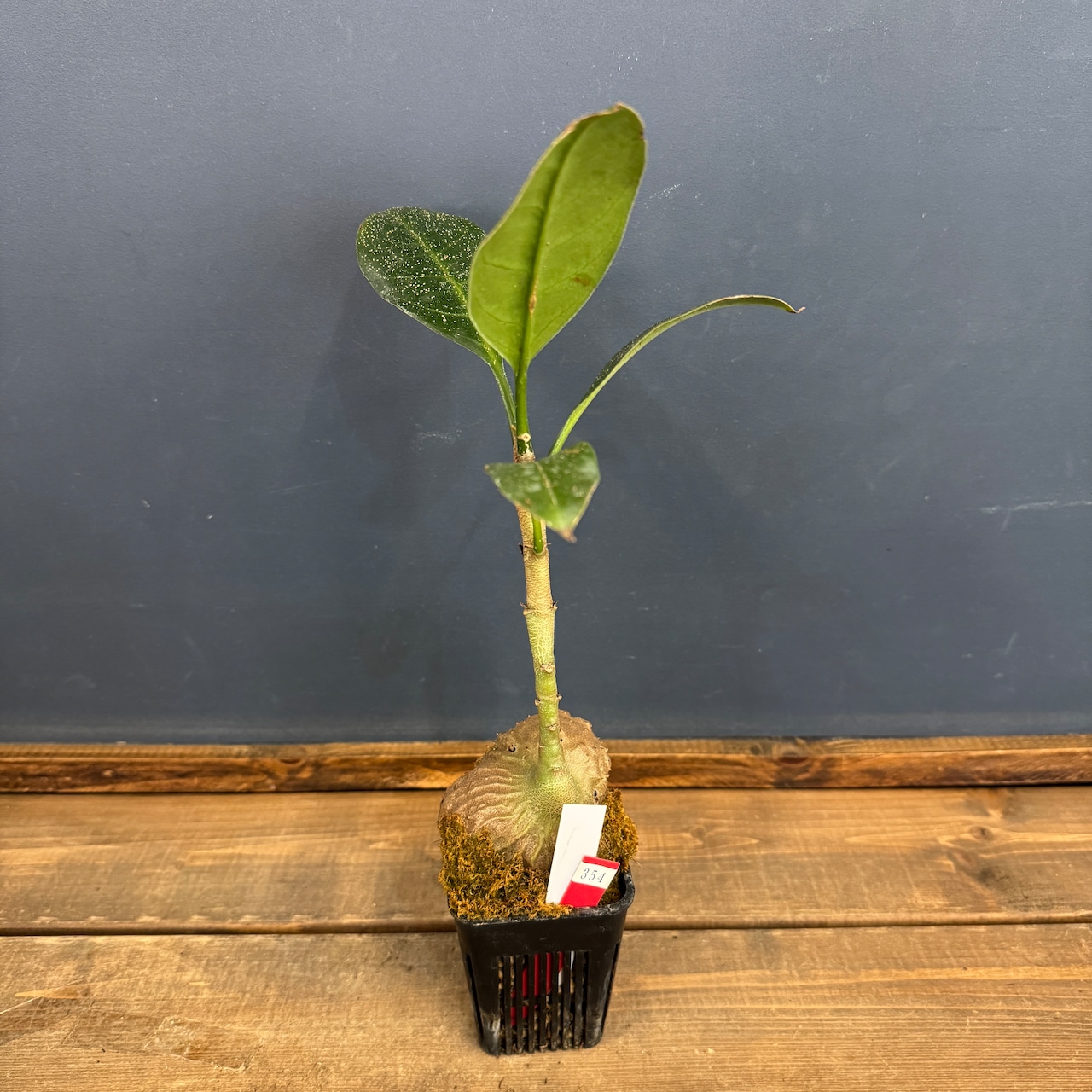 【クリアランス】ミルメコディア tuberosa 'pulvinata'【354】