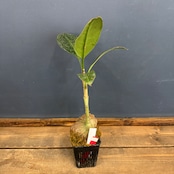 【クリアランス】ミルメコディア tuberosa 'pulvinata'【354】