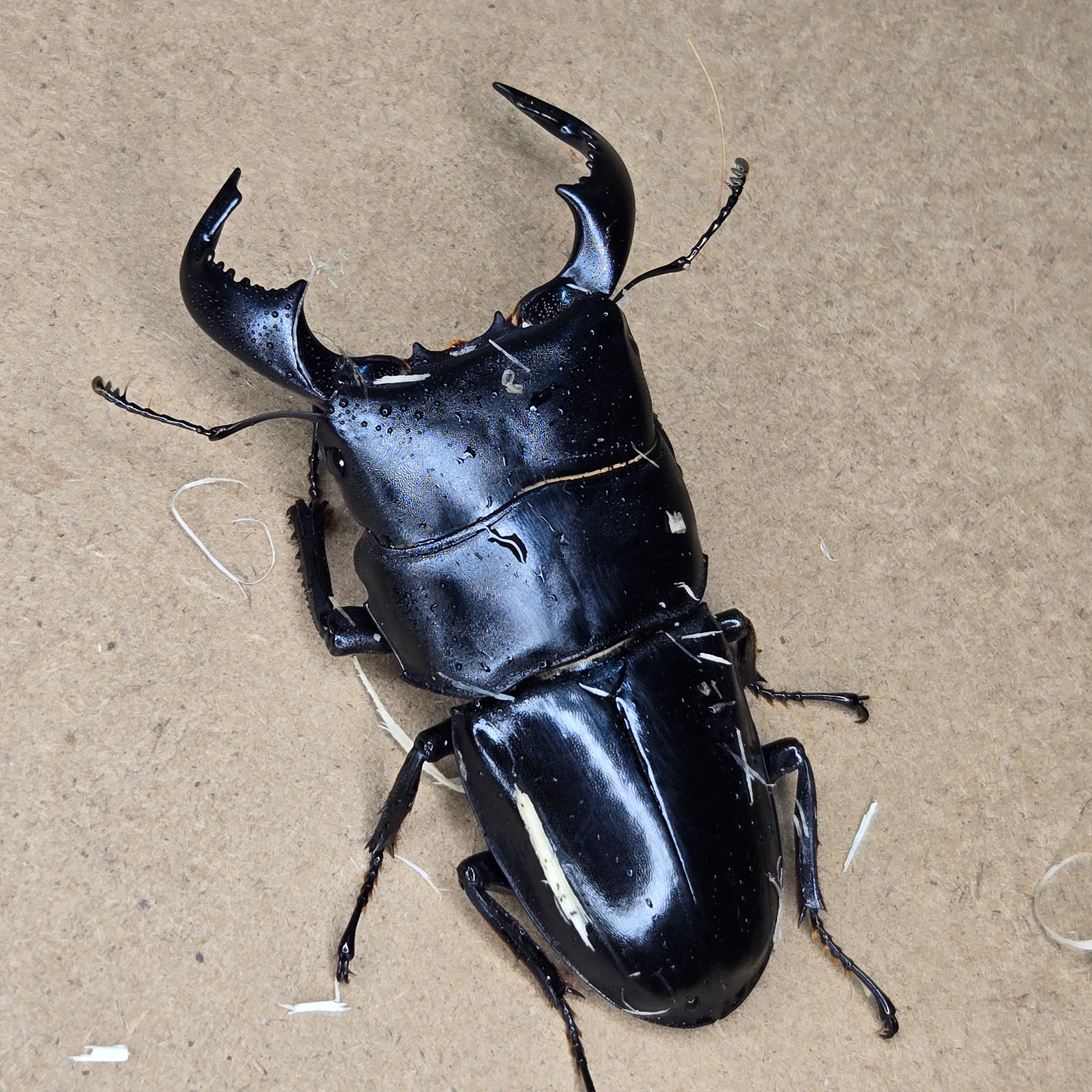 鍬鉄～KUWATETU～】