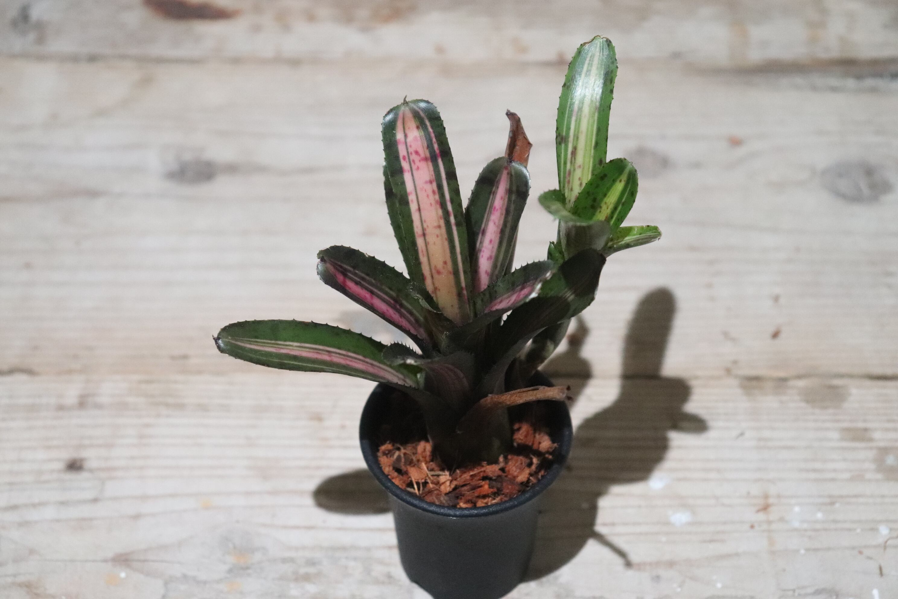 送料無料】Neoregelia 'Star Blast'〔ネオレゲリア〕現品発送N0122