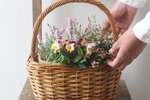 パンジーpasfri &八重咲きカルーナの寄せ植え