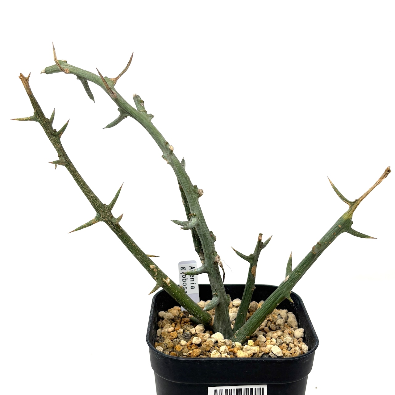 アデニア グロボーサ 挿し木【852】