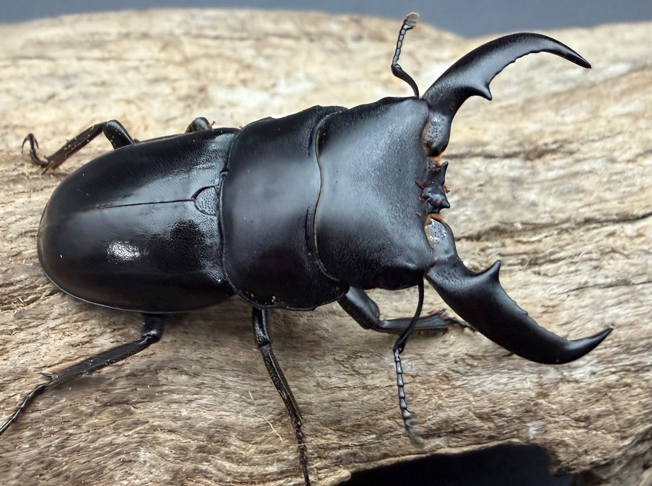 【WF2】《オキナワヒラタクワガタ 47mm ♂♀♀トリオ》②