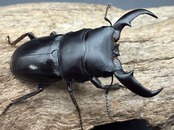 【WF2】《オキナワヒラタクワガタ 47mm ♂♀♀トリオ》②