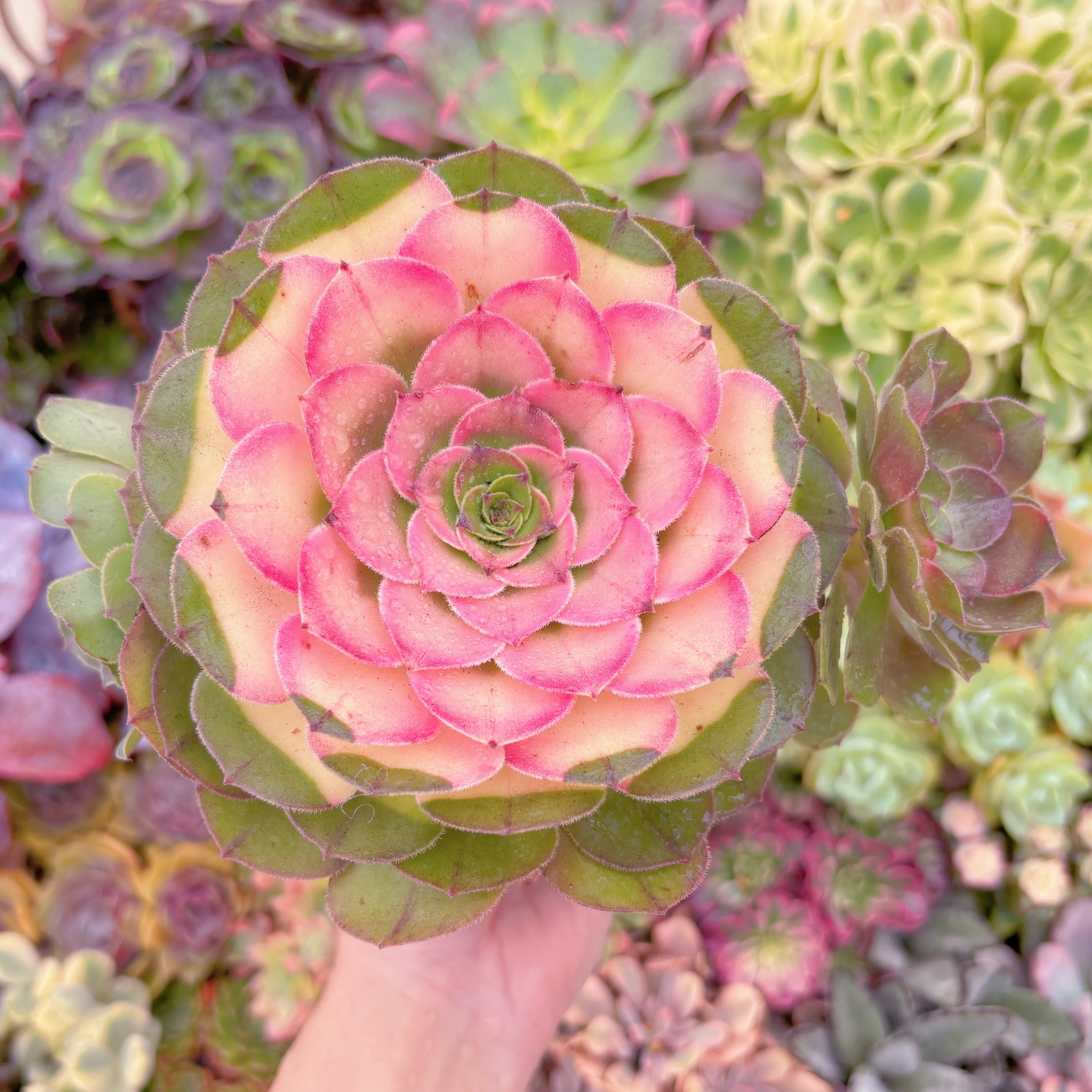 現品　ハロウィン錦#888　大群生　新入荷　るる農園