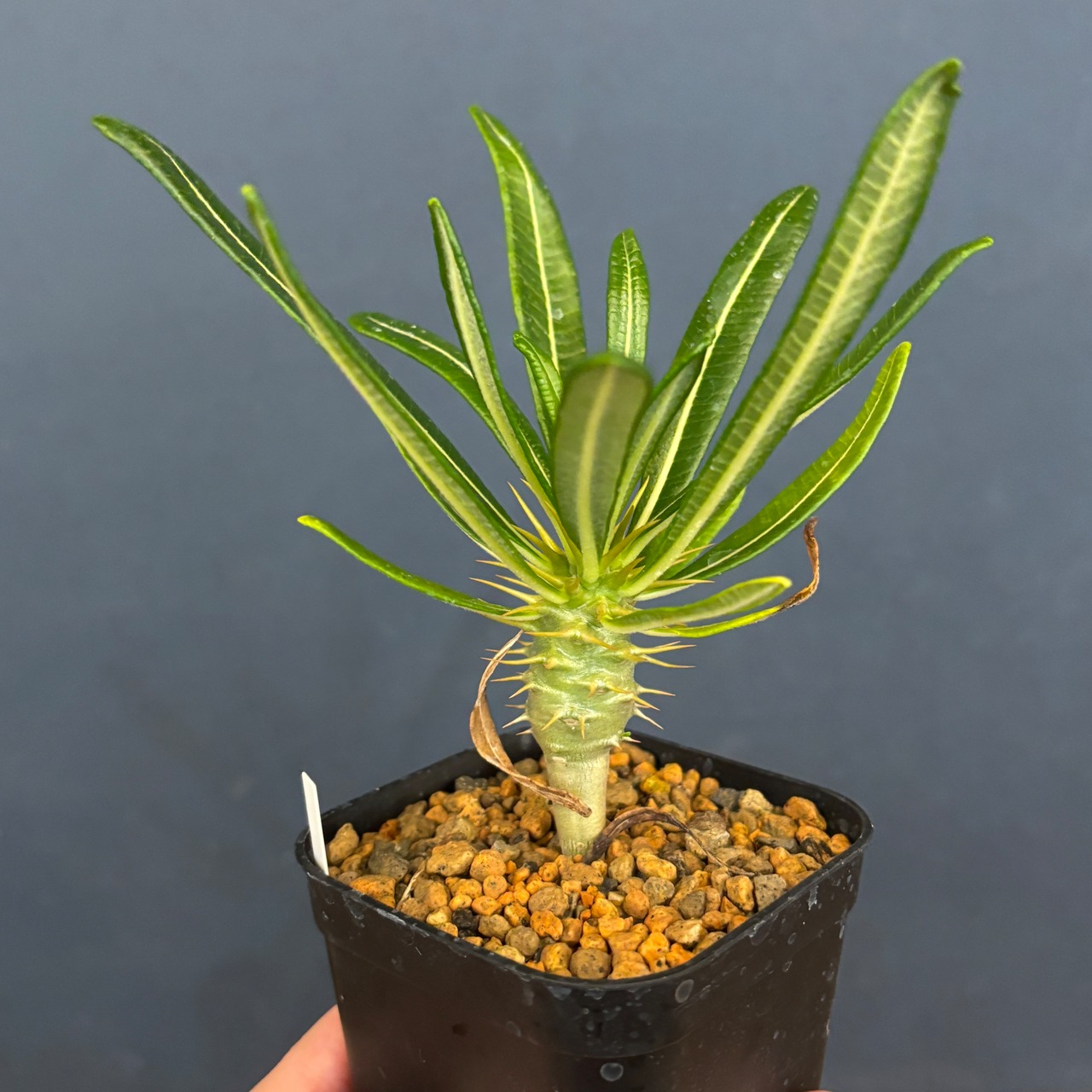 パキポディウム アンボンゲンセ【160】