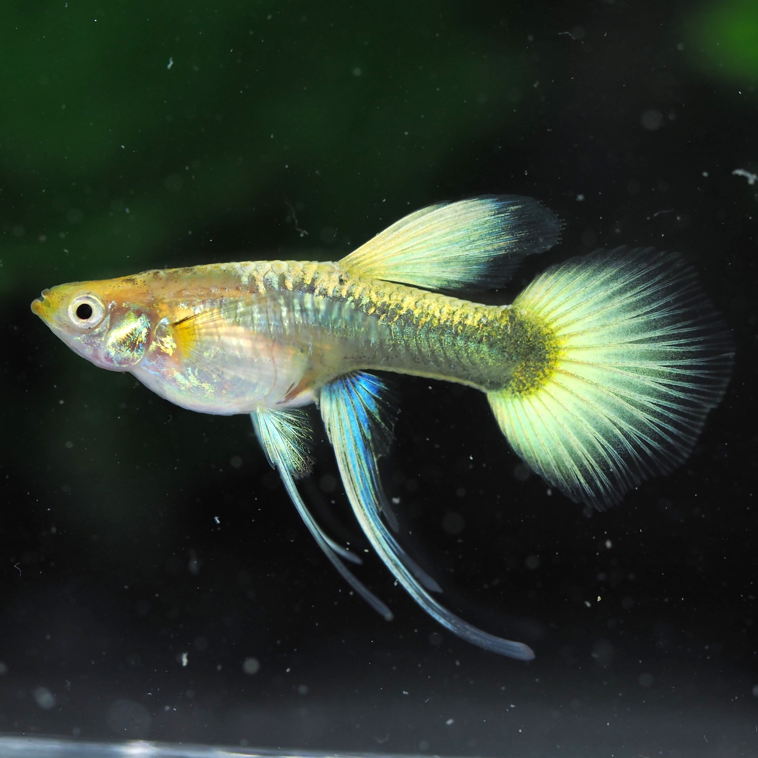 ANH AQUA RREA メタルレッドレースグッピー 若魚 1ペア(グッピー [ANH 